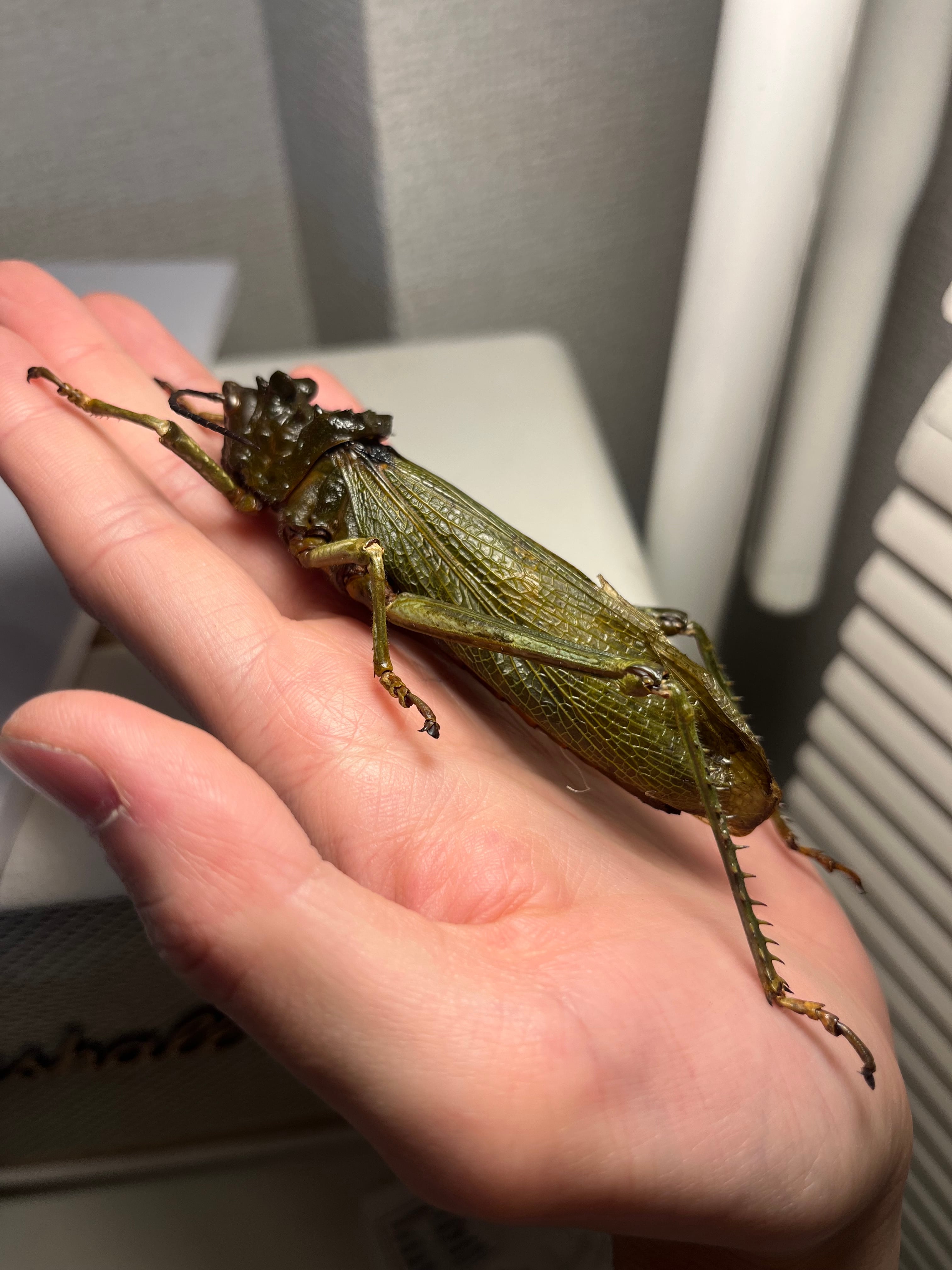 イビルジョーのようなバッタ 標本直翅類 カマキリ マンティス ナナフシ