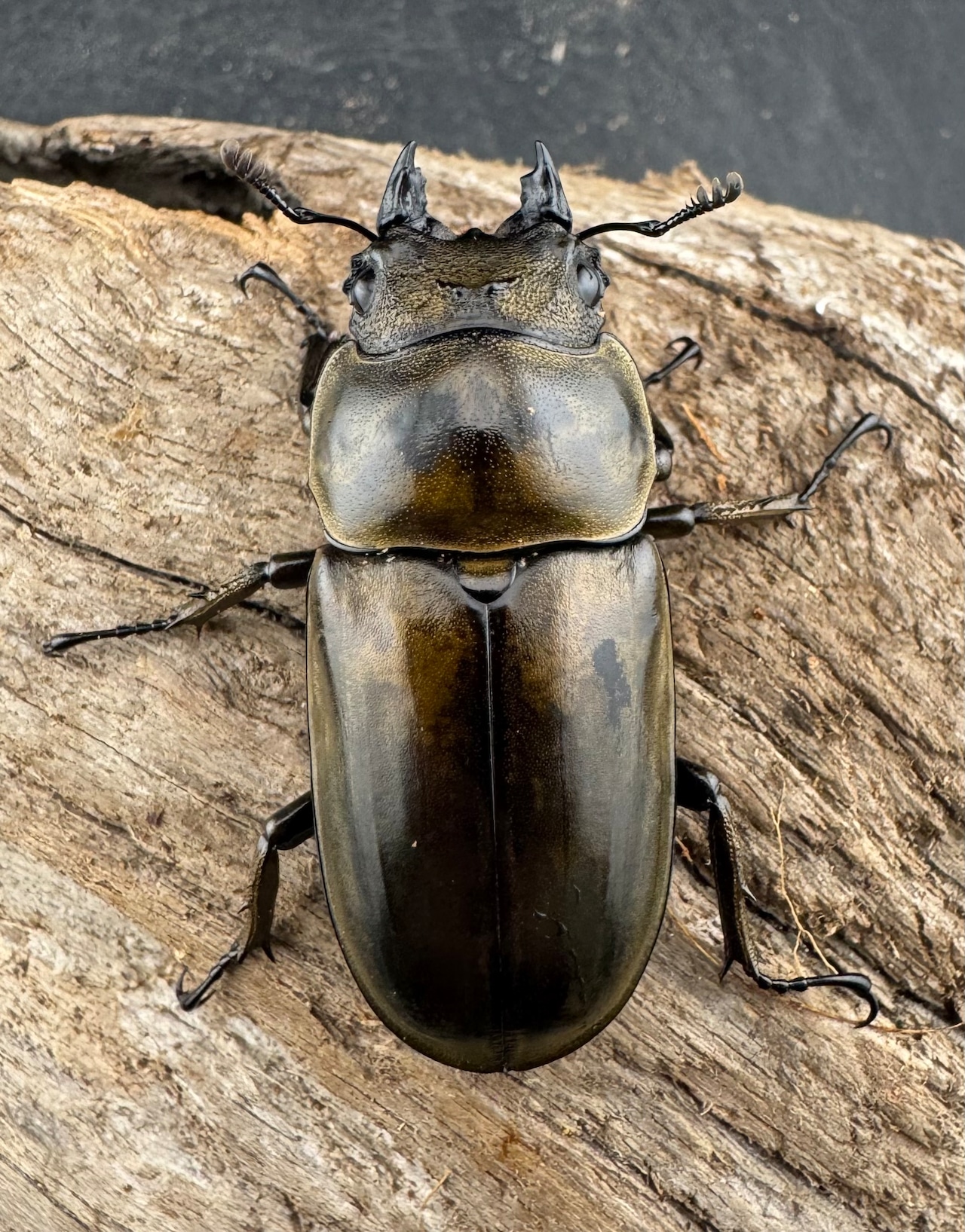 【F0】《ローゼンベルグオウゴンオニクワガタ 74.5mm ペア》