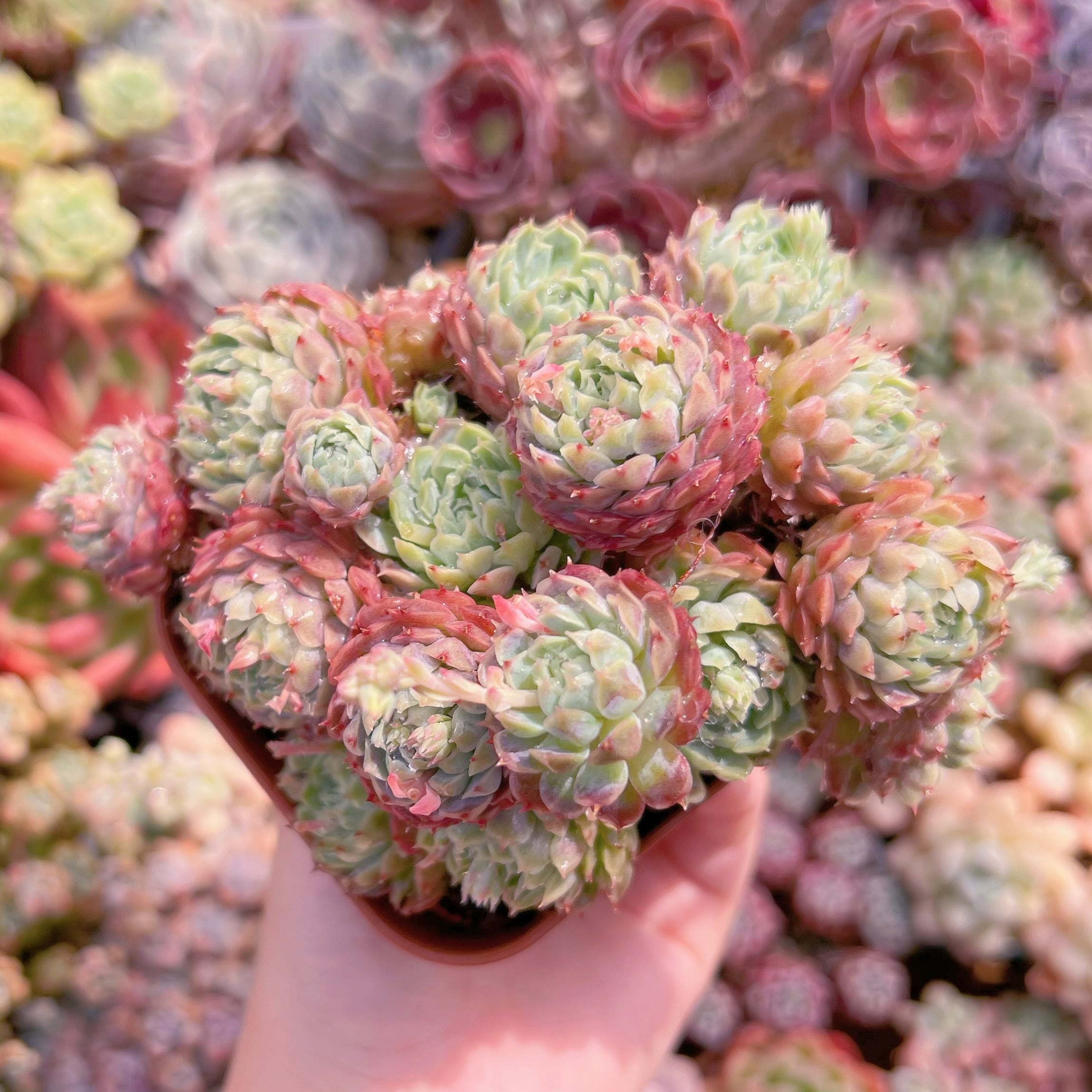 現品　ハチミツボール#567　群生　るる農園