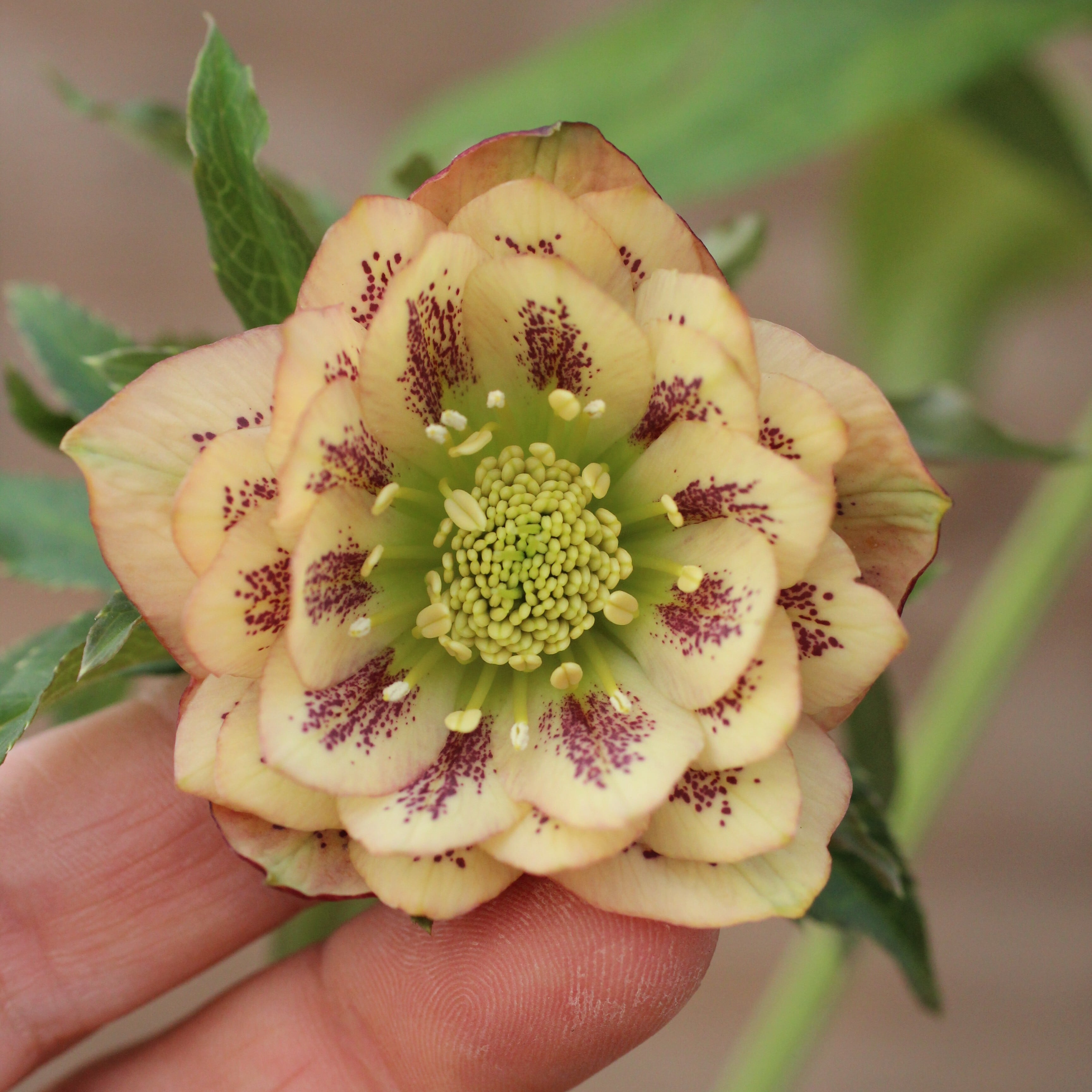 WS26-076 クリスマスローズ ウィンターシンフォニー アプリコット