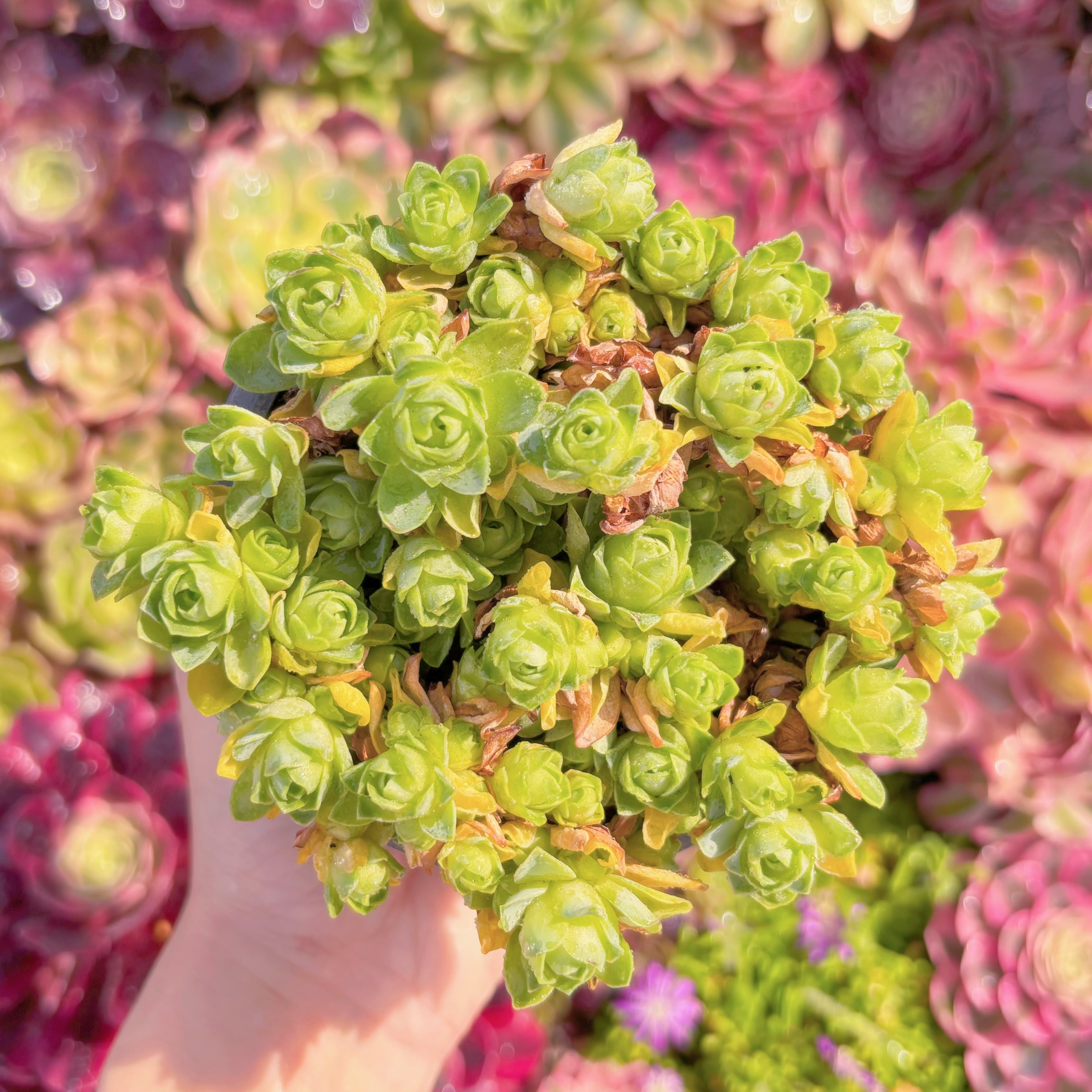 多肉植物　グリーノビア　ドドランタリス(30頭以上)　新入荷　るる農園