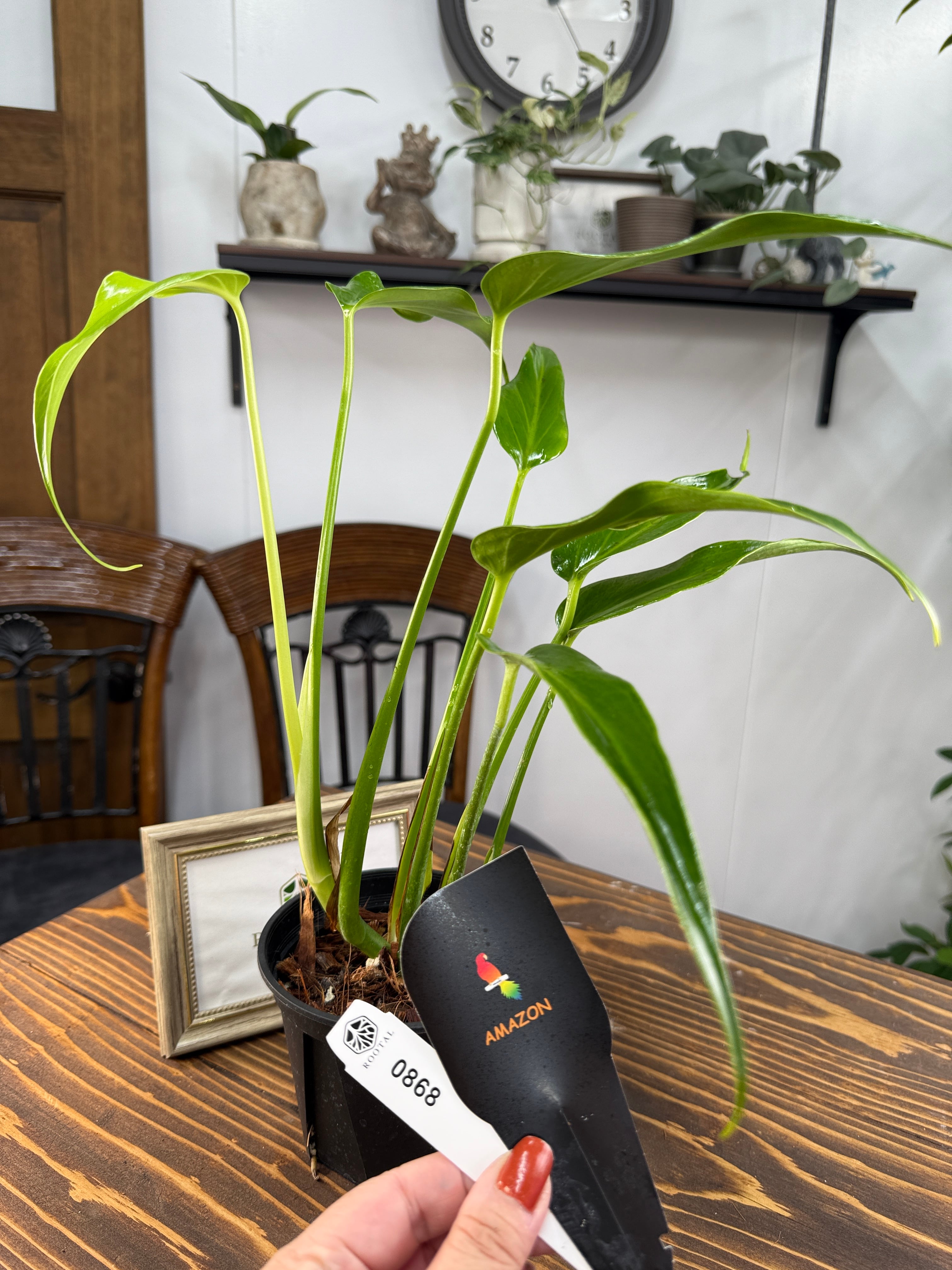 8モンステラ バールマルクスフレーム 2寸ポリポット　ネコポス モンステラ バールマルクスフレーム 2寸ポリポット ネコポス