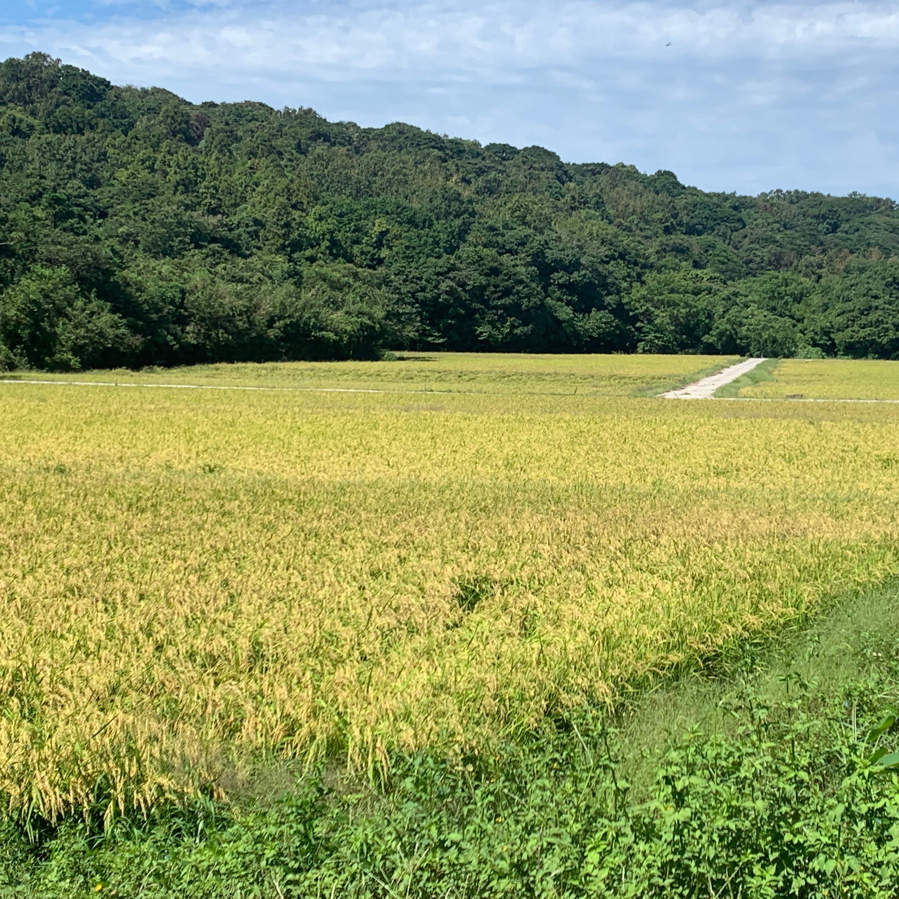 農家直送[玄米]令和8年新米30kg カルテック米にじのきらめき｜送料無料