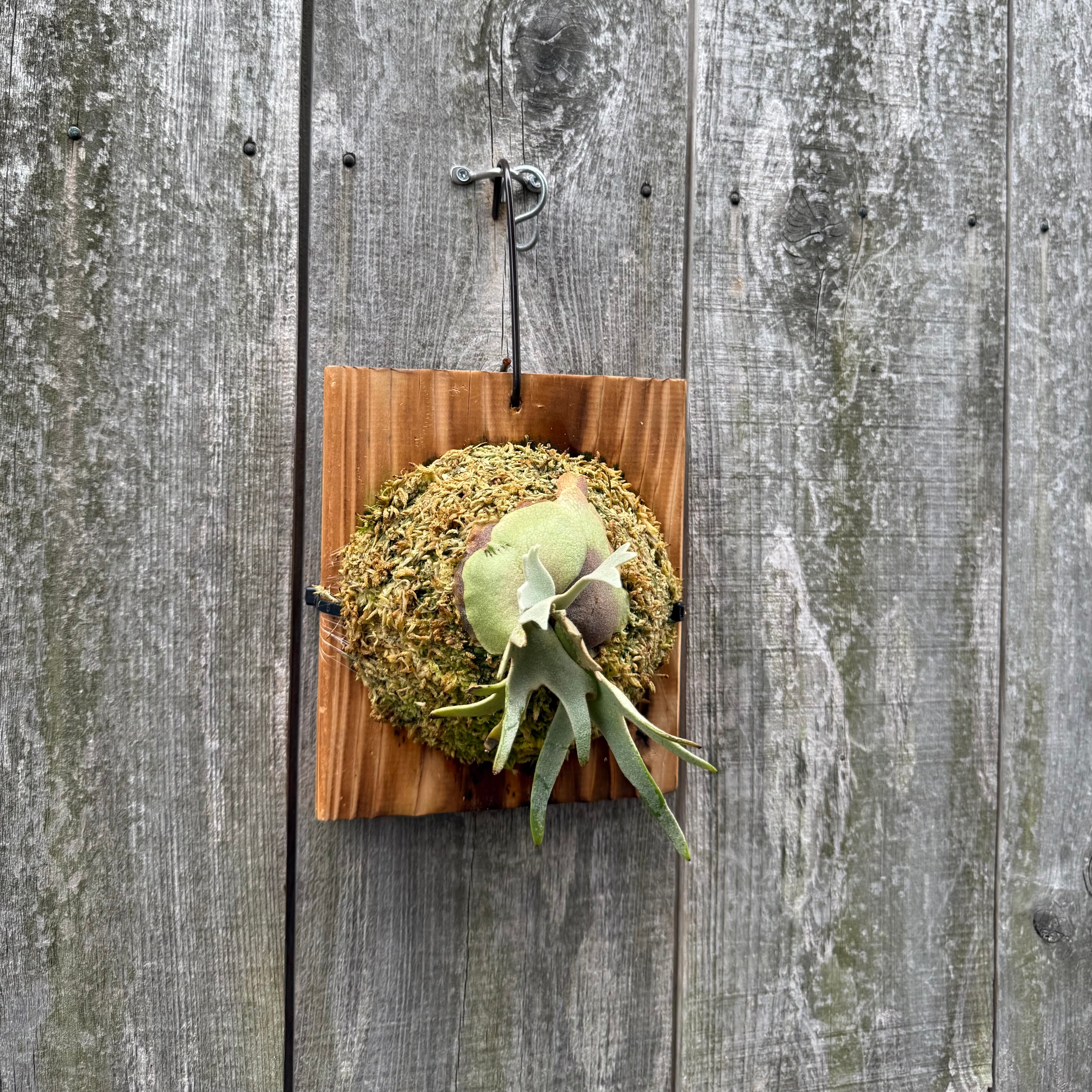 P.willinckii Totoro sporeling | naturefix