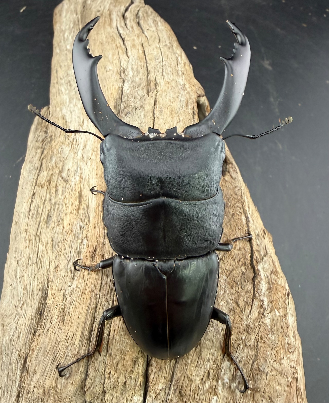 【WD】《南カマリネスヒラタクワガタ 95mm ペア》