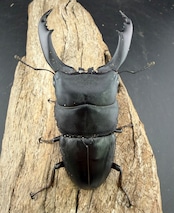 【WD】《南カマリネスヒラタクワガタ 95mm ペア》