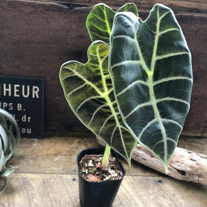 P*o様 速達　アロカシア　ワトソニアナ　オーレア　var 斑入り　アロイド　観 み*ー様 速達 アロカシア ワトソニアナ オーレア var 斑入り アロイド