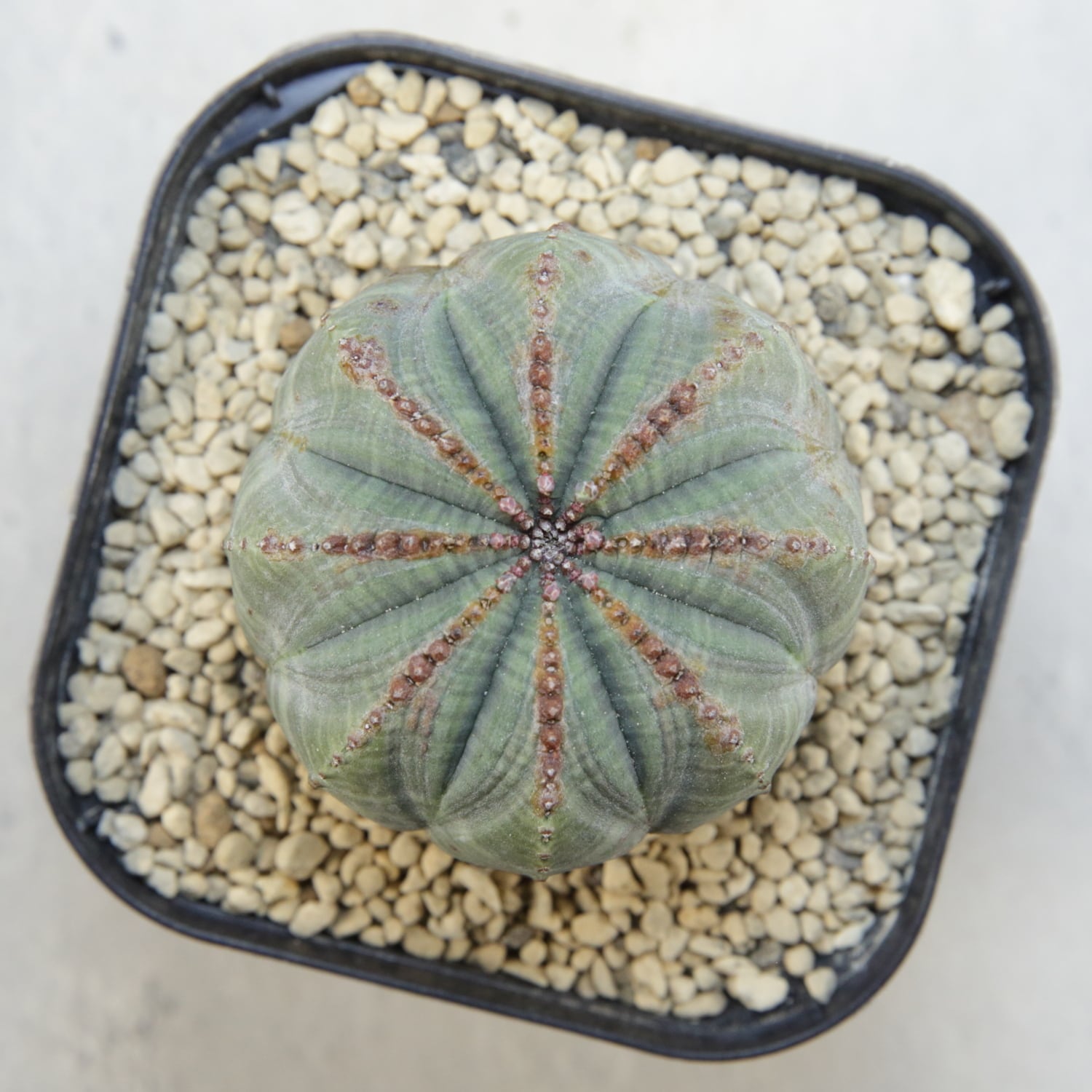 メス株 オベサ / ユーフォルビア | LIGHTHOUSE.PLANTS - 海外実生株の