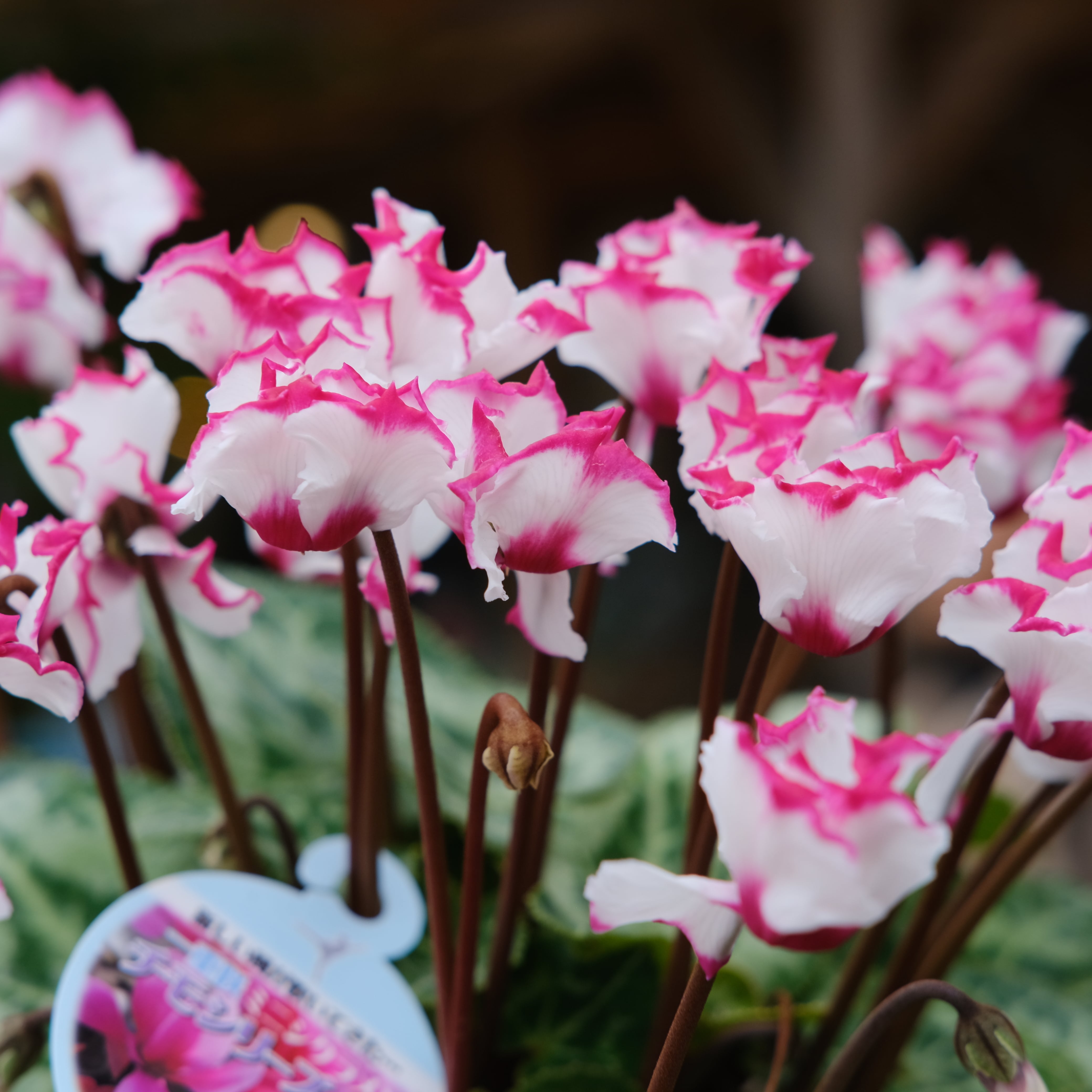 シクラメン チモシリーズ《 ビクトリア 一重 》 | グリーンギャラリー