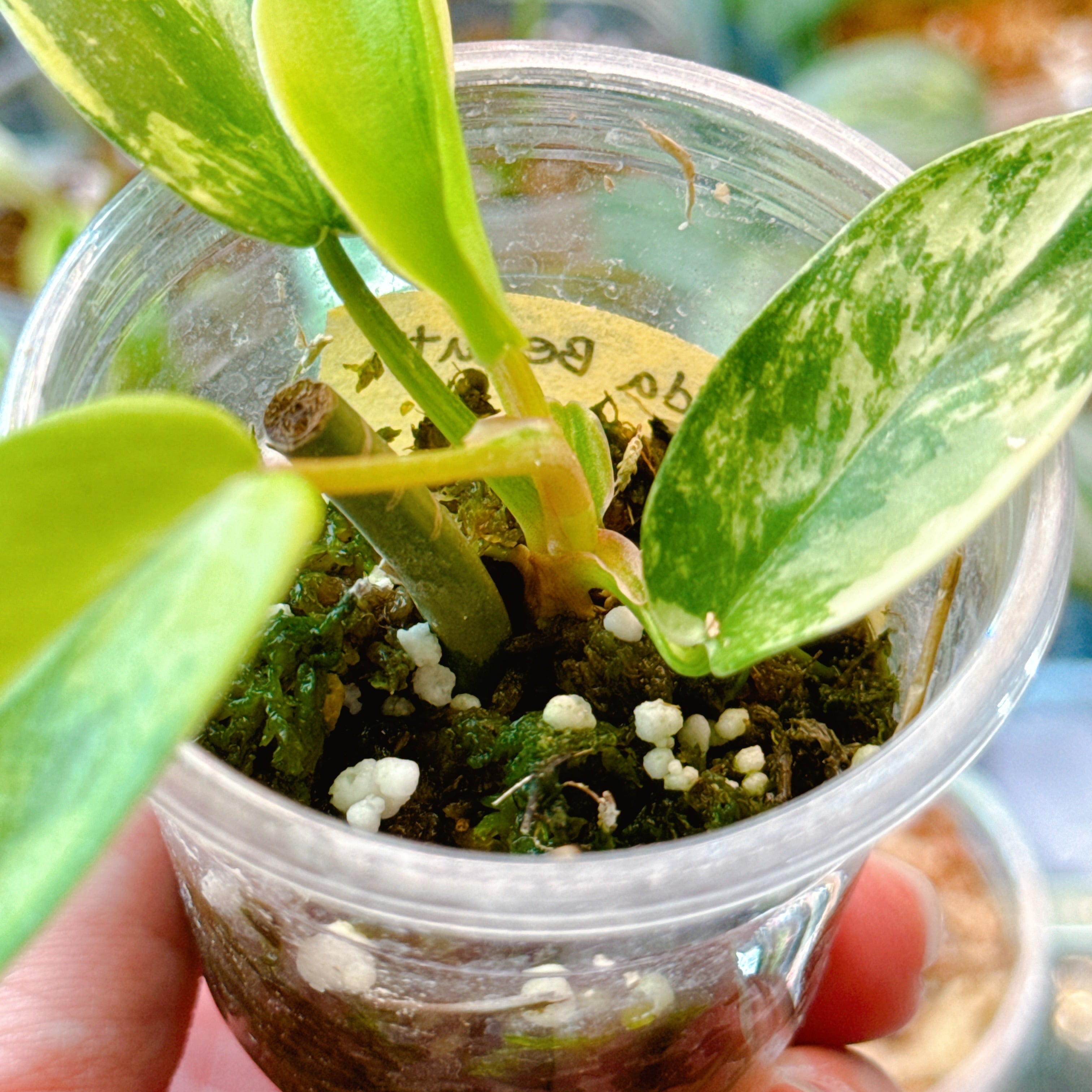 速達 フィロデンドロン ハイブリッド フロリダビューティー 斑入り | B  