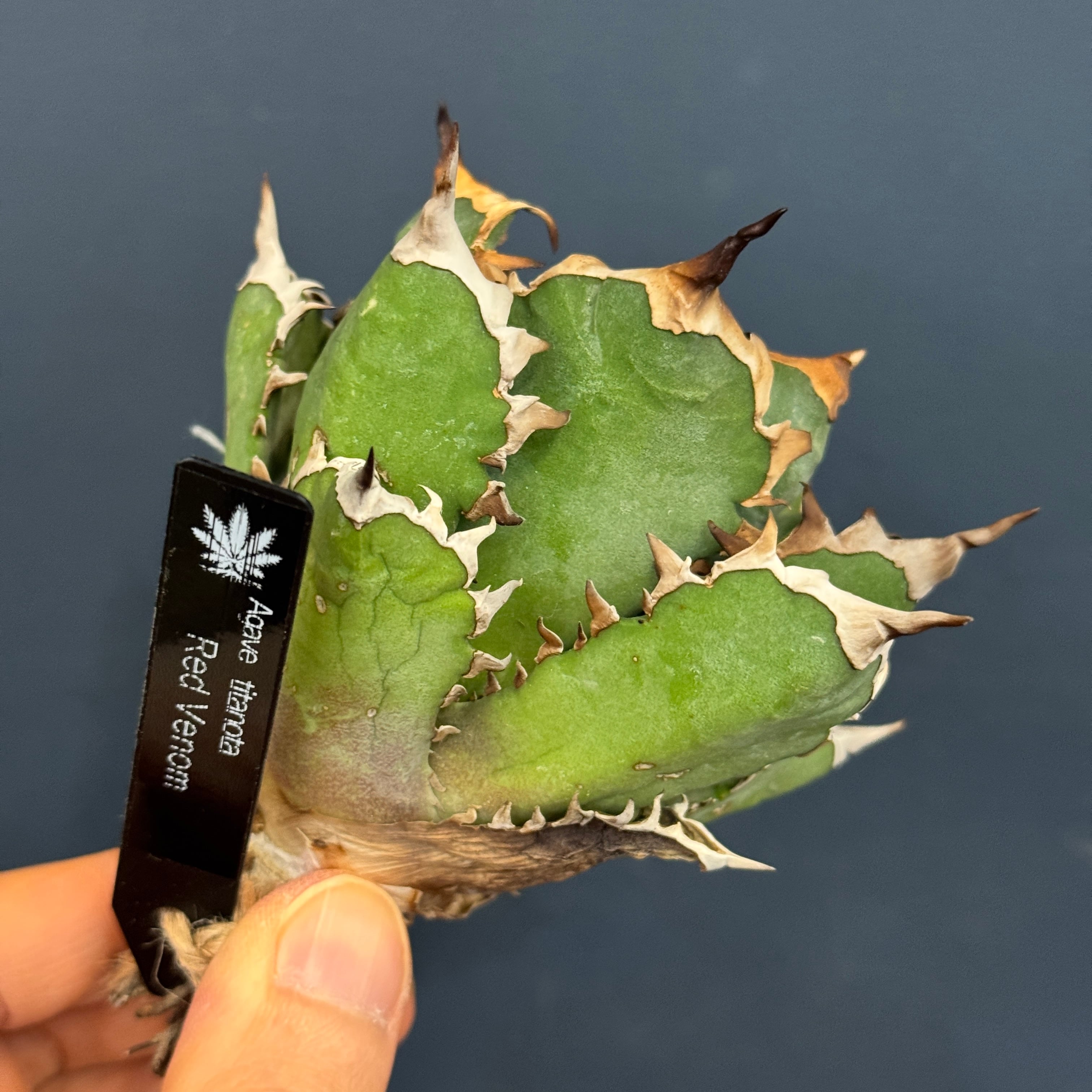 アガベ チタノタ レッドヴェノム(レッドベノム)【501】 | PROTOLEAF