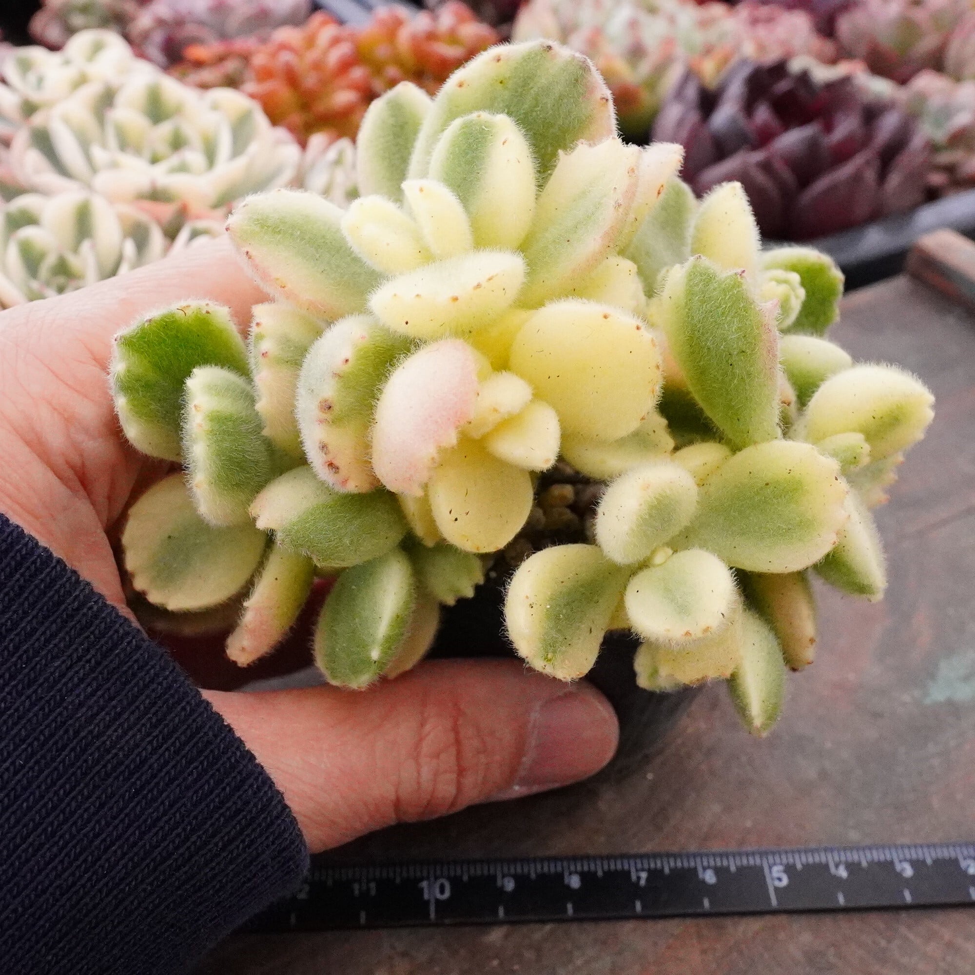 多肉植物 | E-TANIKU