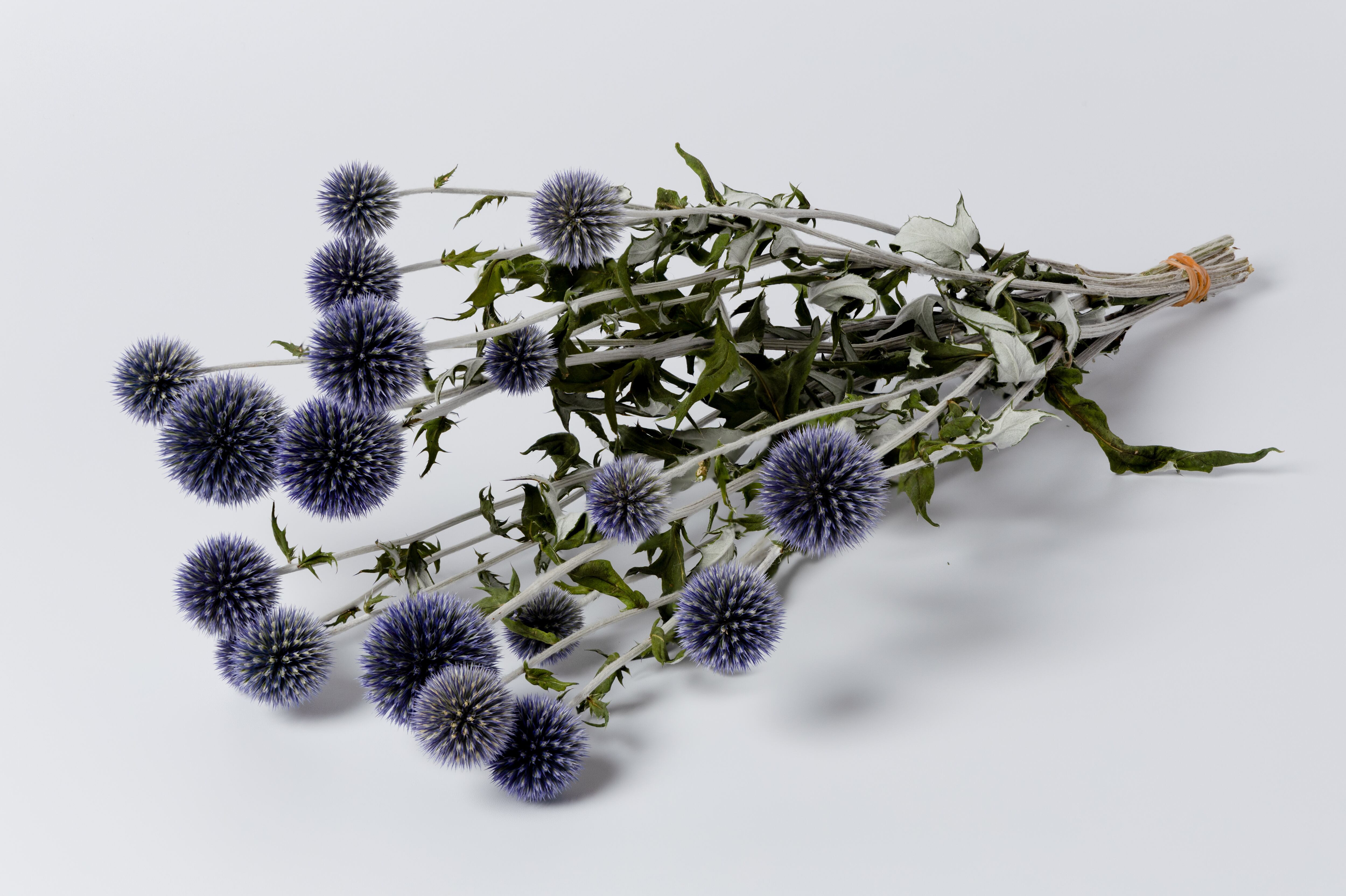 Ne　60本　ベッチーズブルー　ルリタマ ルリタマアザミ ベッチーズブルー | flower farm 彩海波