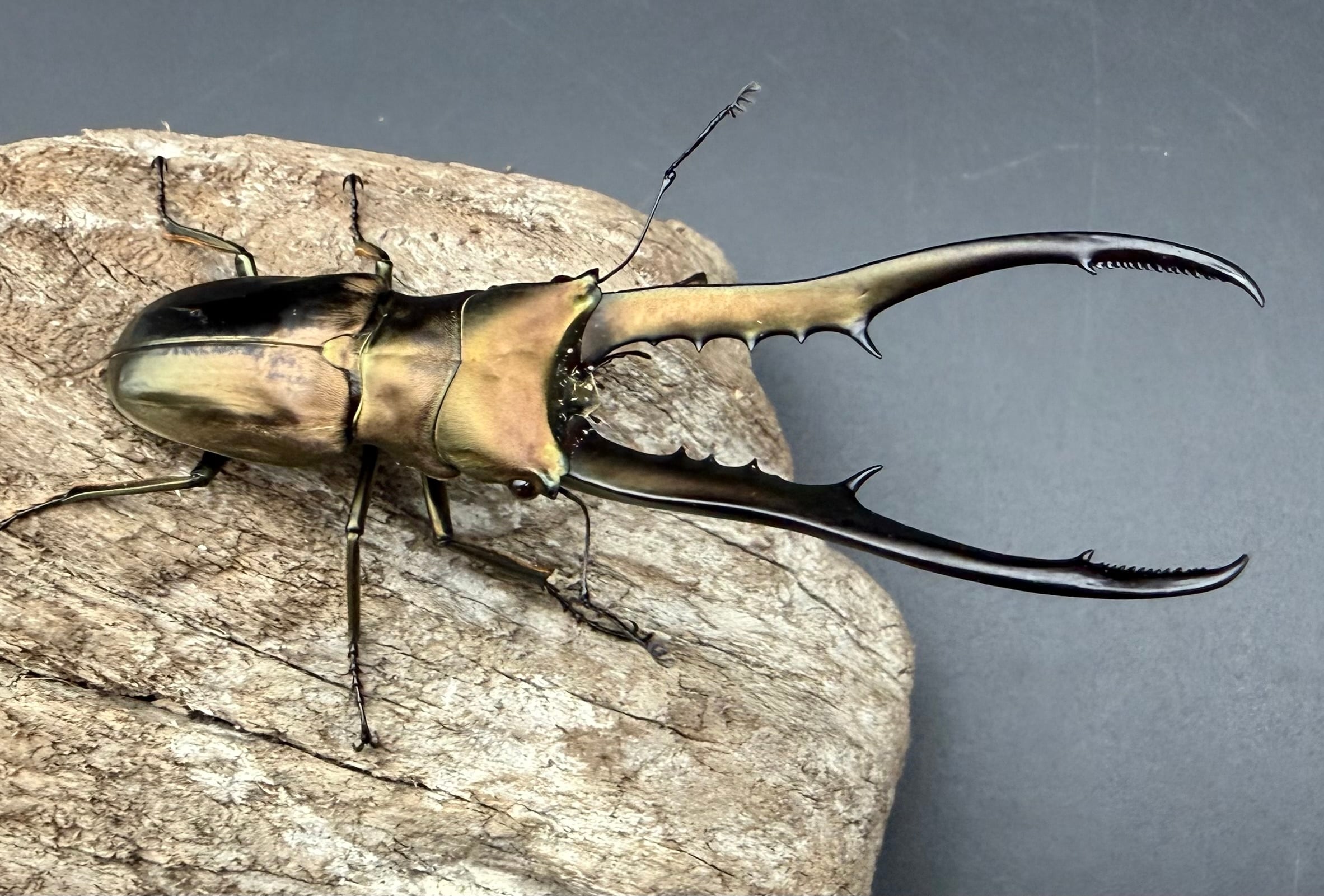 WD】《メタリフェルホソアカ亜種フィナエ 82mm ペア》 | KPW公式