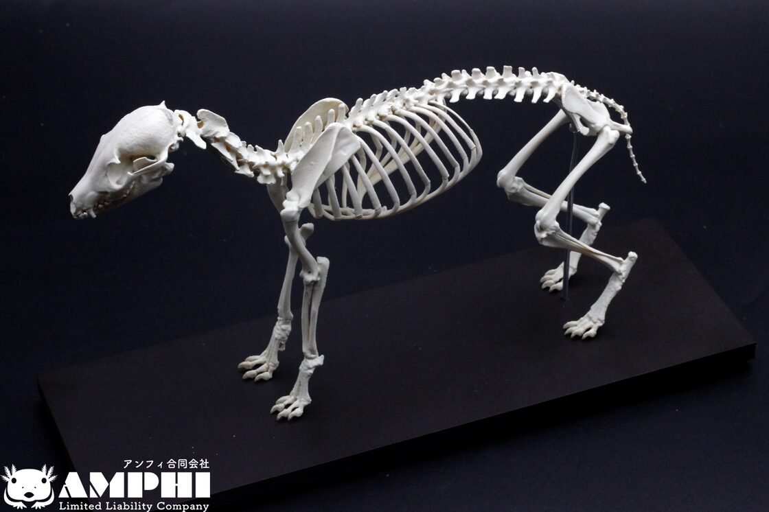 タヌキの全身骨格レプリカ 1/2スケール | Pay ID