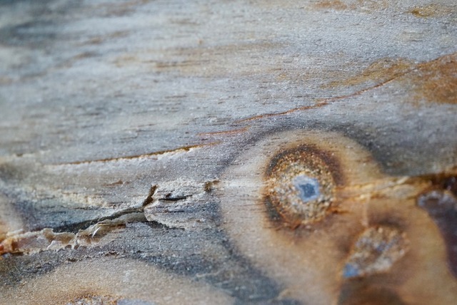 インドネシア産珪化木 Petrified Wood 751