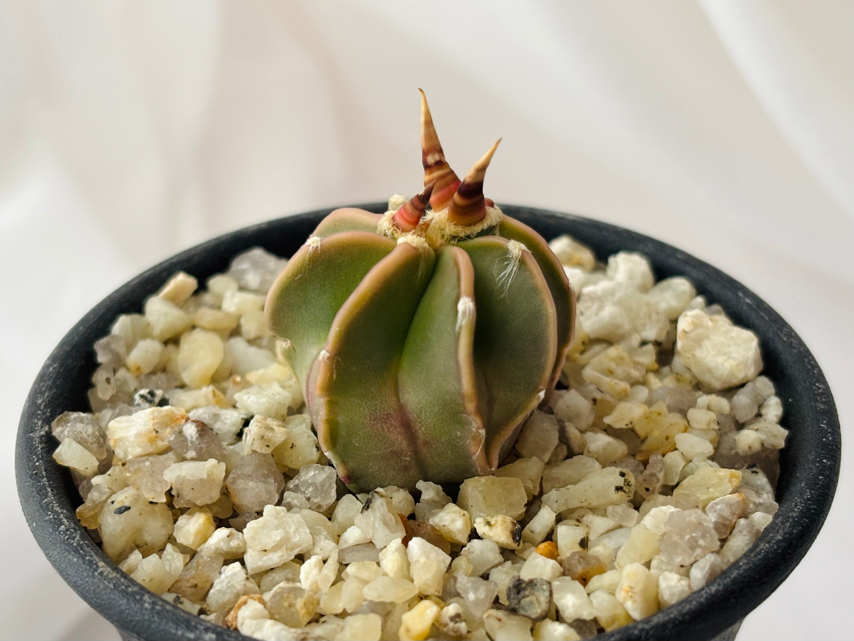 Astrophytum myriostigma アストロフィツム ランポー玉 鸞鳳玉 肋骨