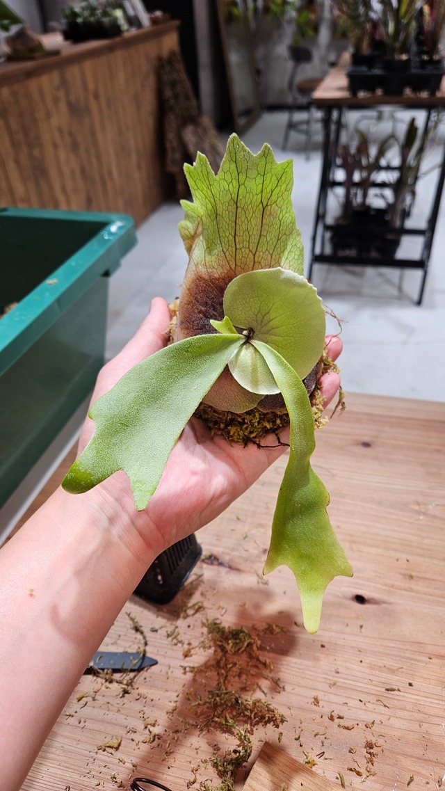 P.willinckii cv. 4 Queen Sporelings【artPLANTs】ビカクシダ/Platycerium