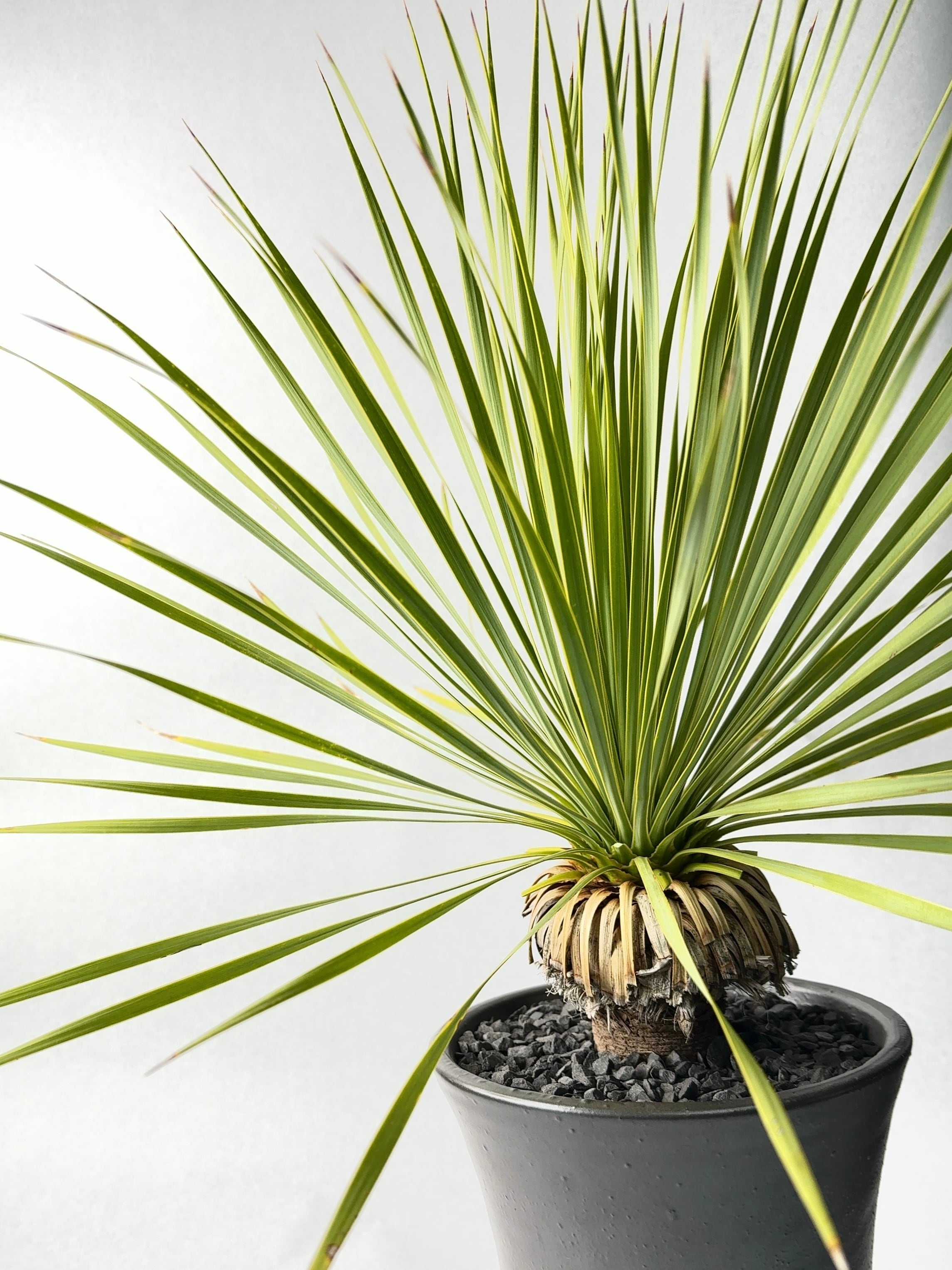 ユッカ・ロストラータ | trigger