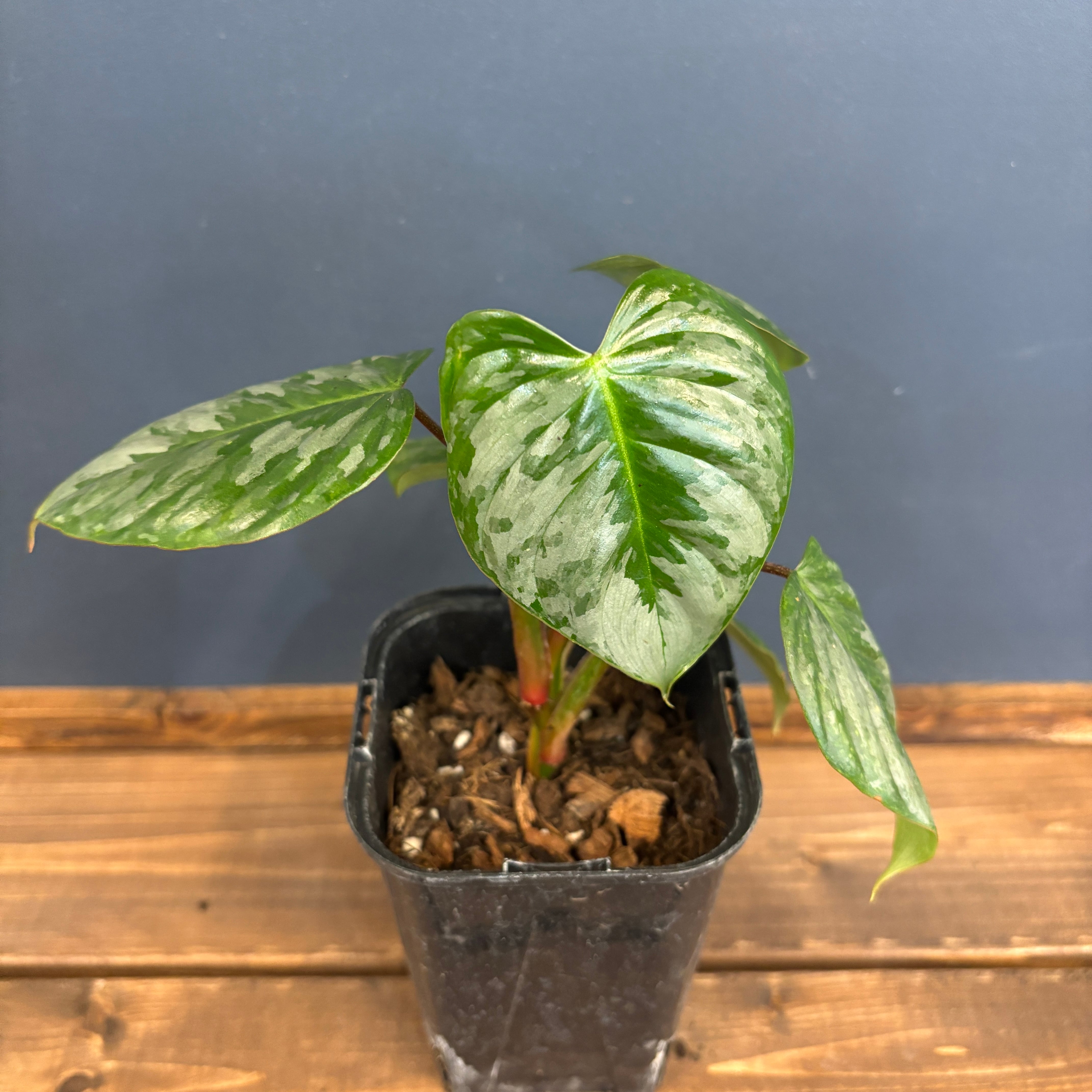 フィロデンドロン ソディロイ【105】 | PROTOLEAF プロトリーフ 