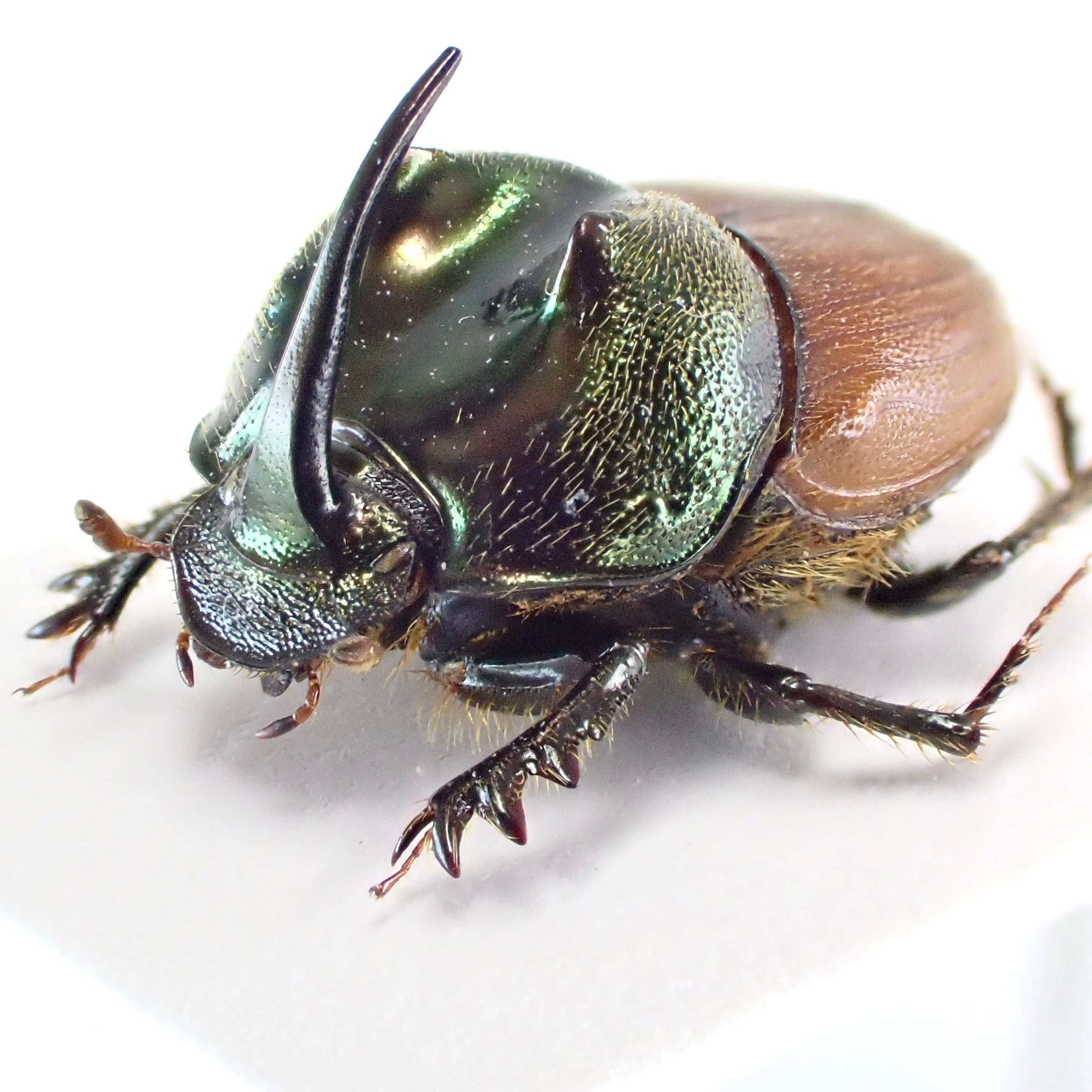タンザニア産 Proagoderus sp. ♂♀ 9mm/9mm | 昆虫標本 Diggers & Rollers