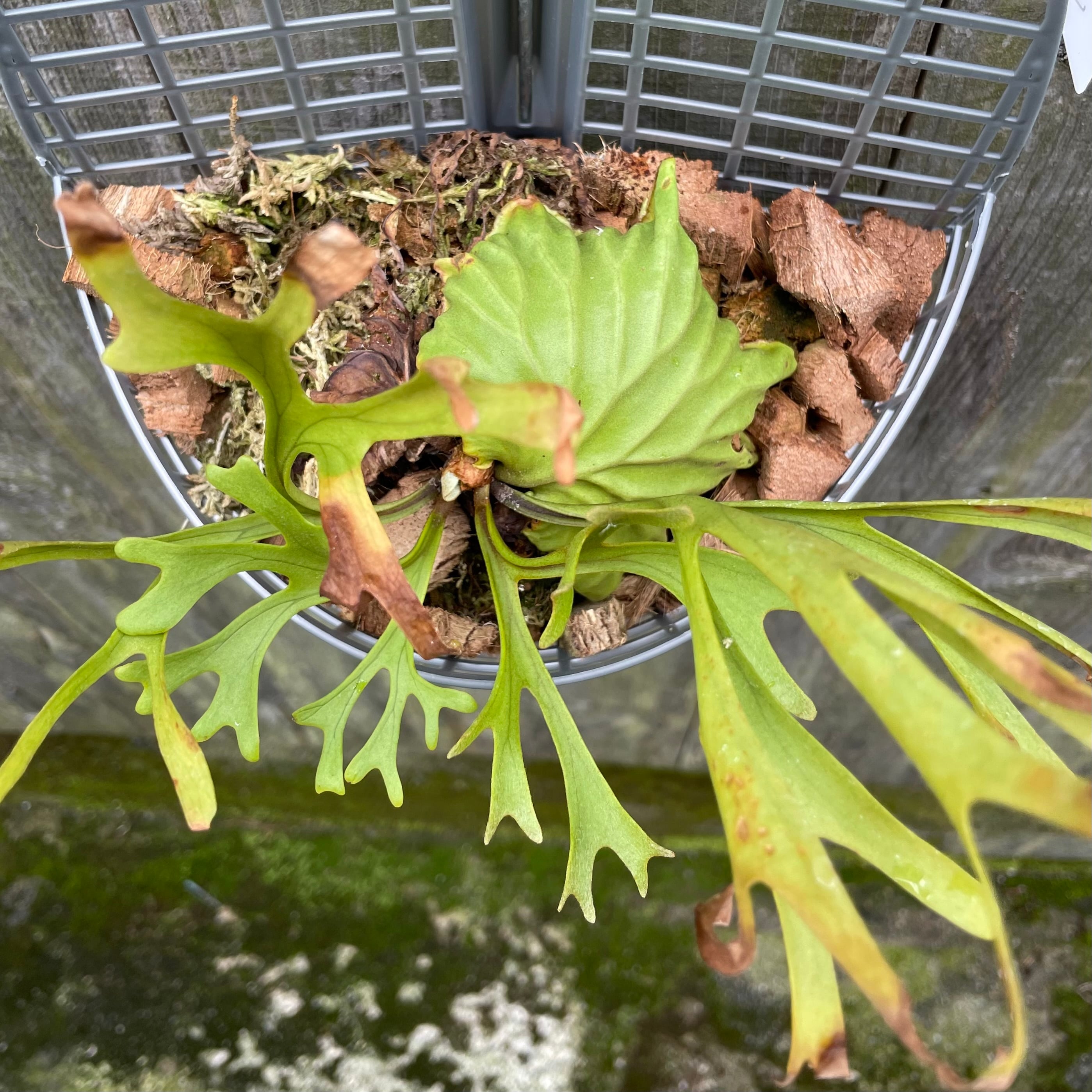 ビカクシダ パカラン リドレイ P. ridleyi Pakarang | naturefix