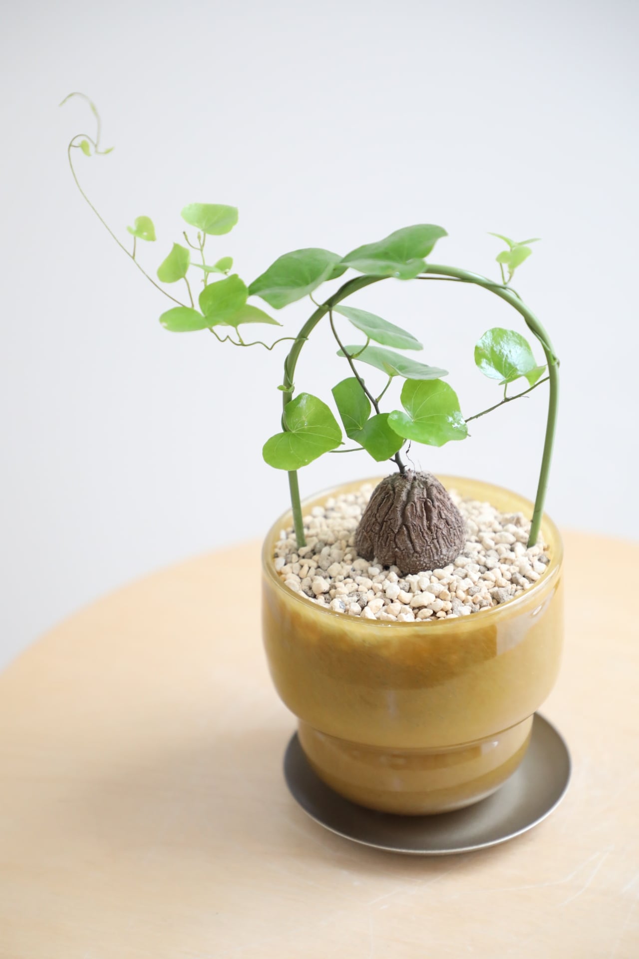 亀甲竜 S】亀甲竜/Dioscorea elephantipes | 【厳選植物・器】MIDORI DOUMEI