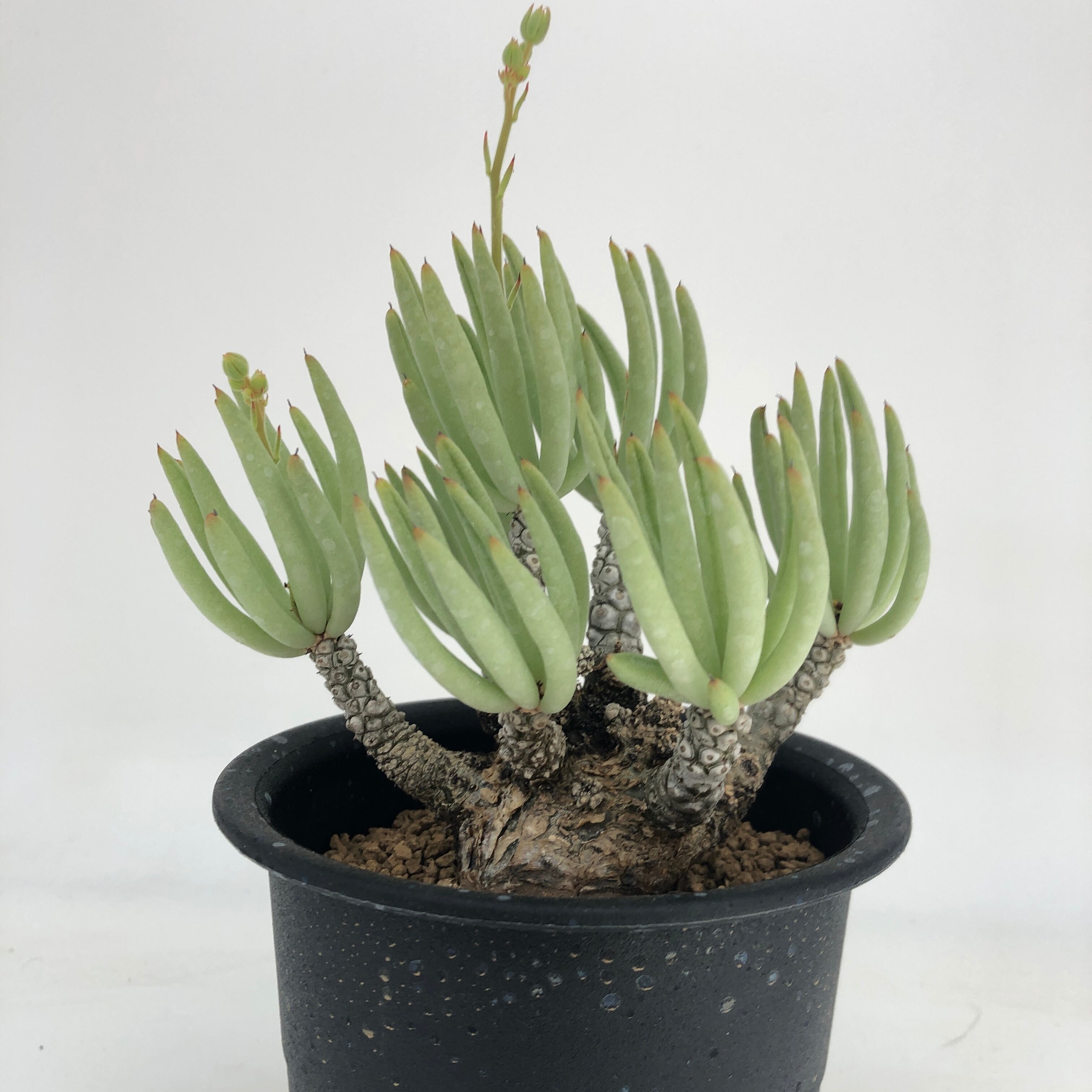 t732 Tylecodon hallii チレコドン ハリー ベアルート株 鉢18cm