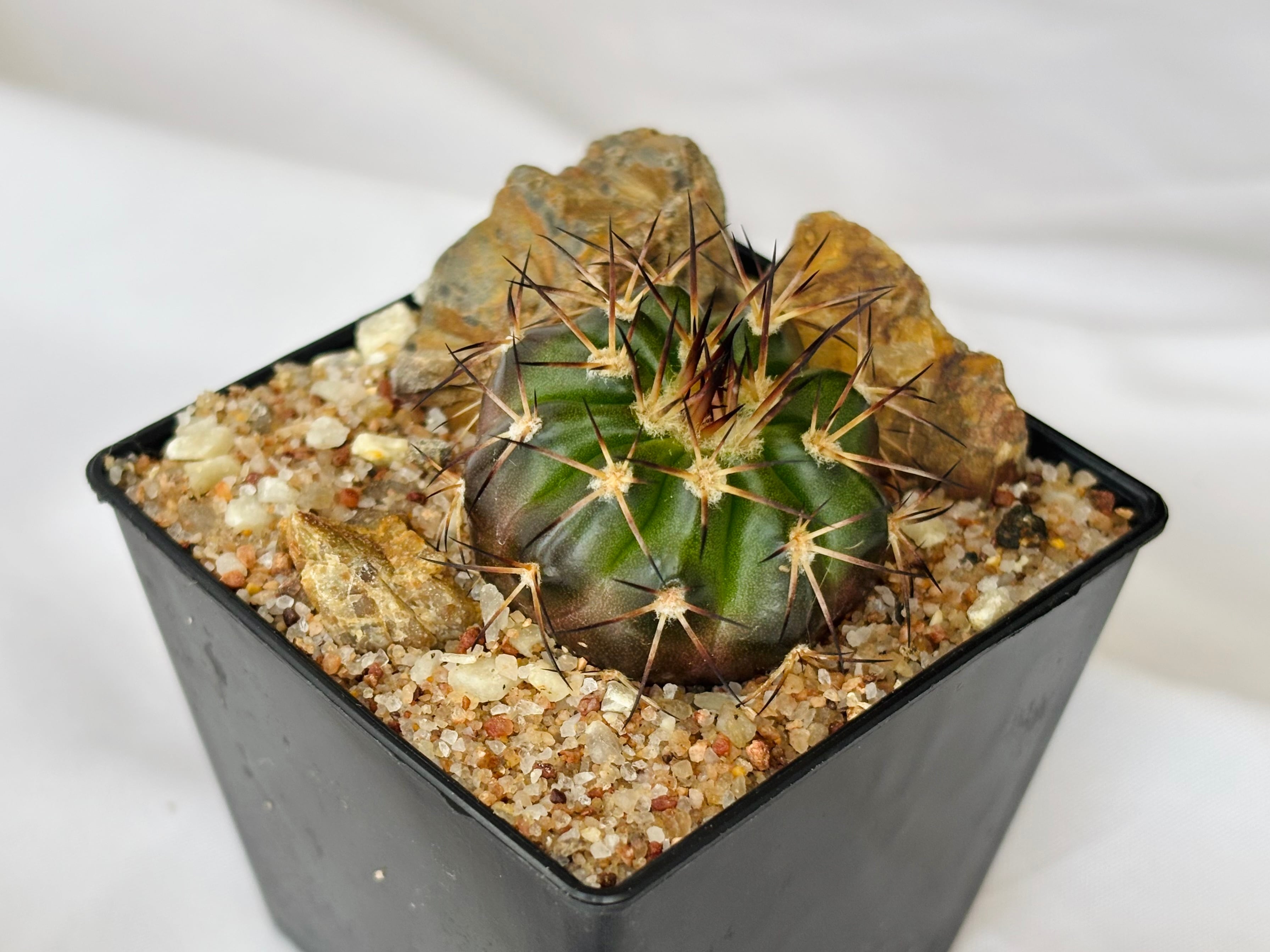 Discocactus gigantea ディスコカクタス ギガンティア サボテン