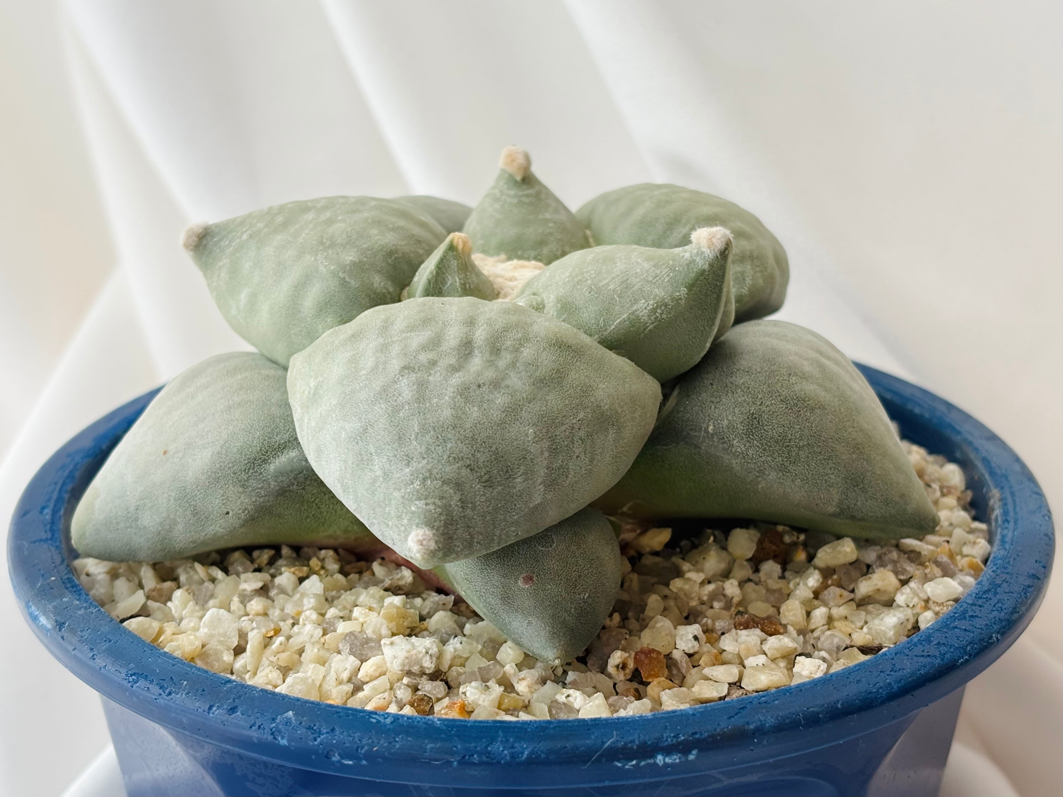 Ariocarpus furfuraceus f. アリオカルプス 大疣青磁牡丹 サボテン