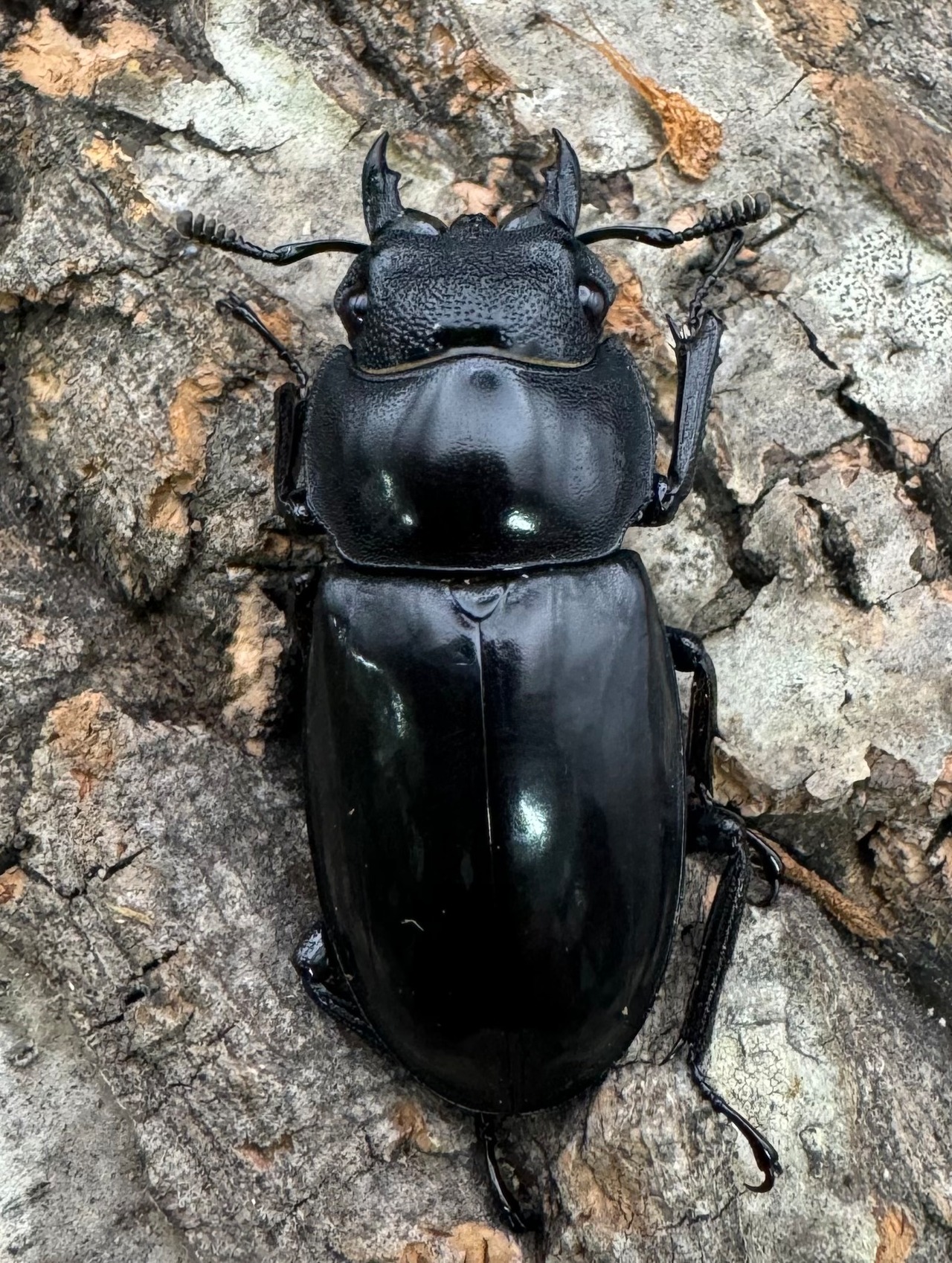 【WD】《マンディブラリスフタマタ 85mm ペア》