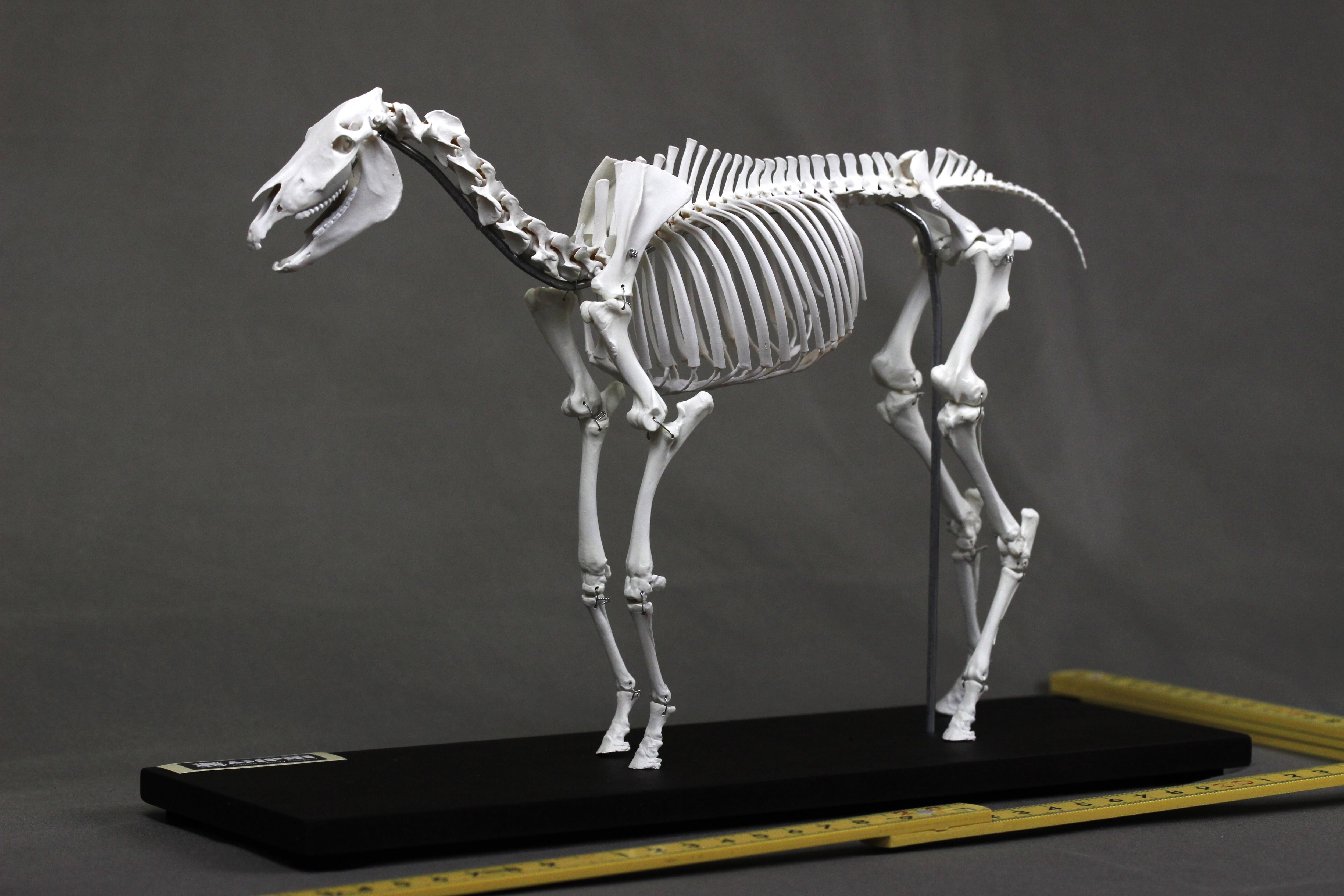 肩甲骨も含め可動式】ウマ (Equus caballus) 縮小全身骨格模型