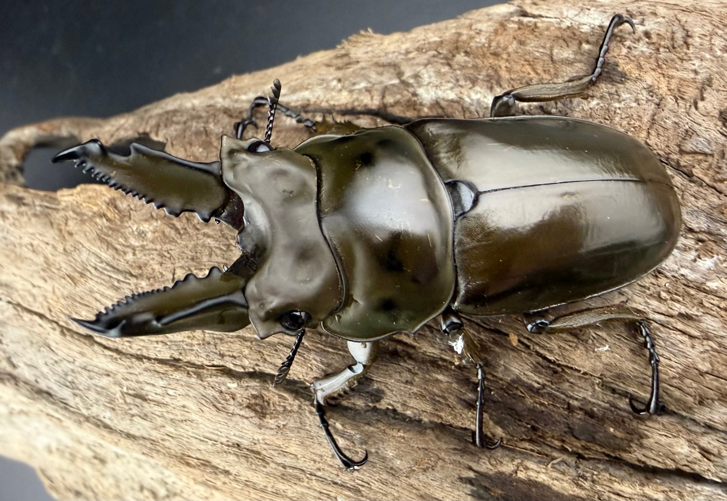 ババオウゴンオニ 61mm ペア》ブリーダー様委託個体 | KPW公式