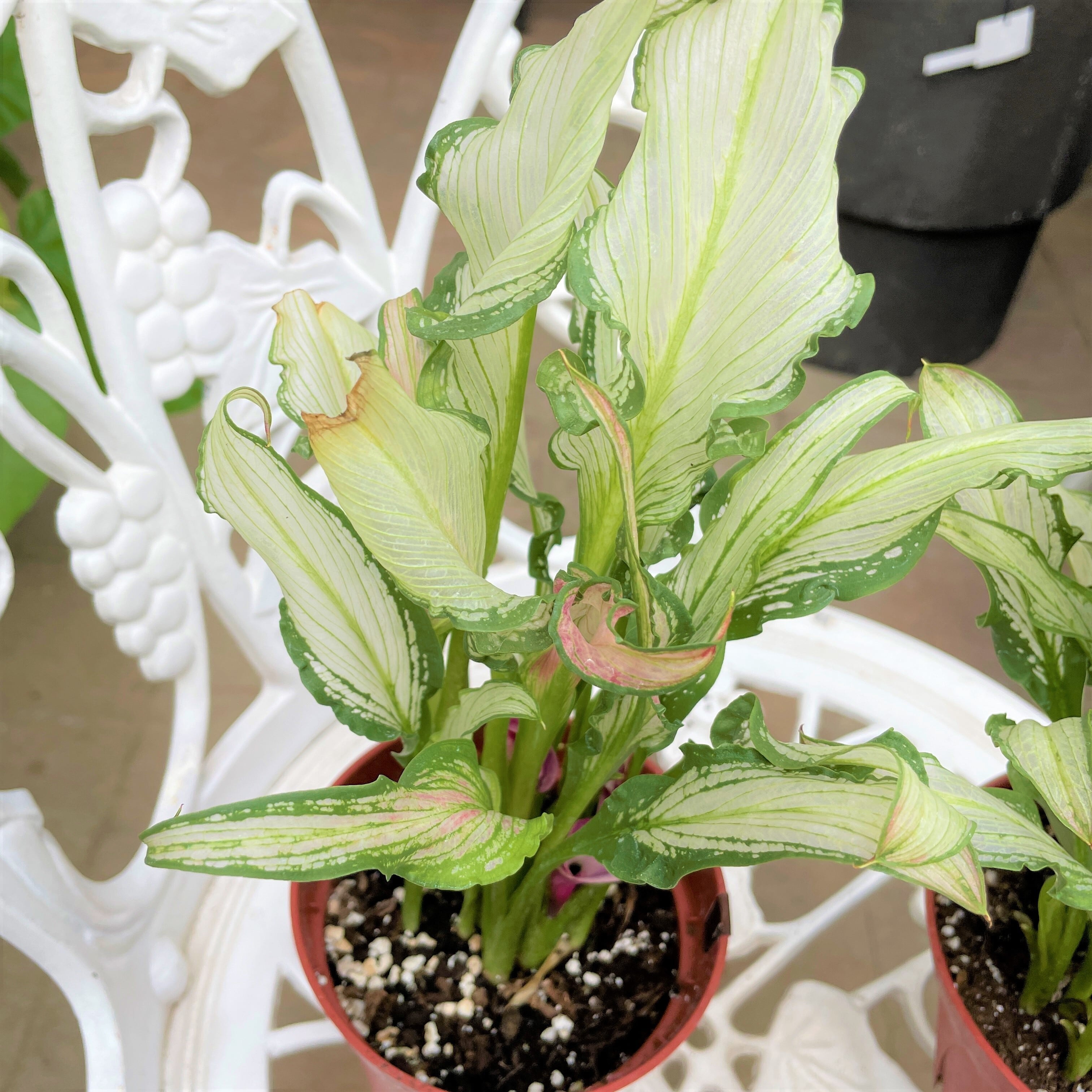 希少品種 カラー フローズンクイーン 2｜インテリア/住まい/日用品 