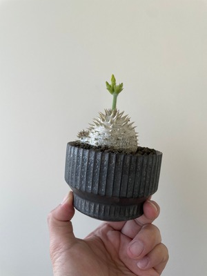 【新着】Pachypodium Densicaule × VALIEM DEEP VOID 【まん丸の極上逸品】パキポディウム デンシカウレ 恵比寿大黒_1