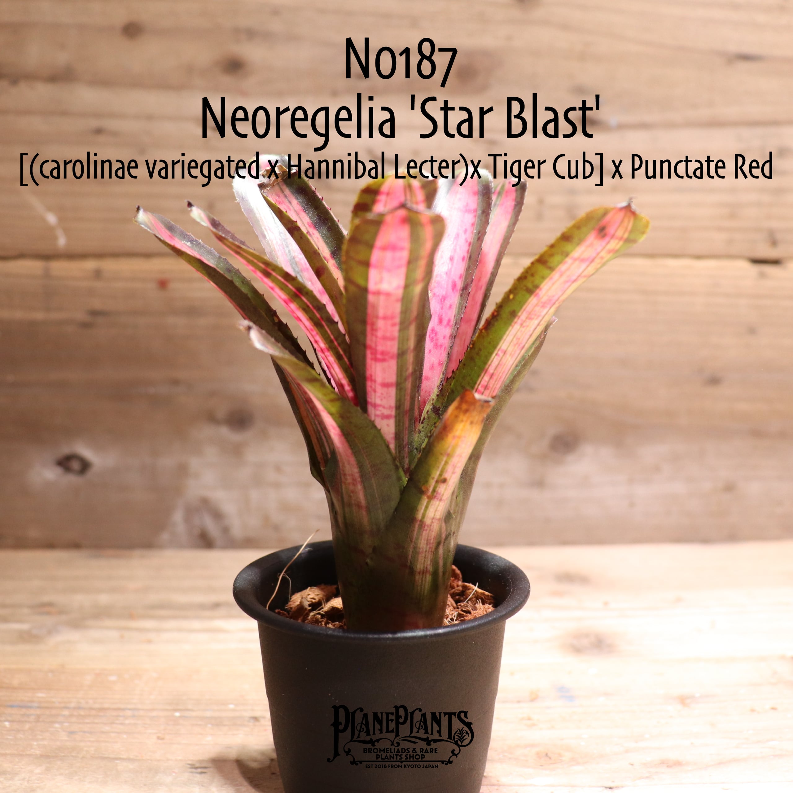 【送料無料】Neoregelia 'Star Blast'〔ネオレゲリア〕現品発送N0187