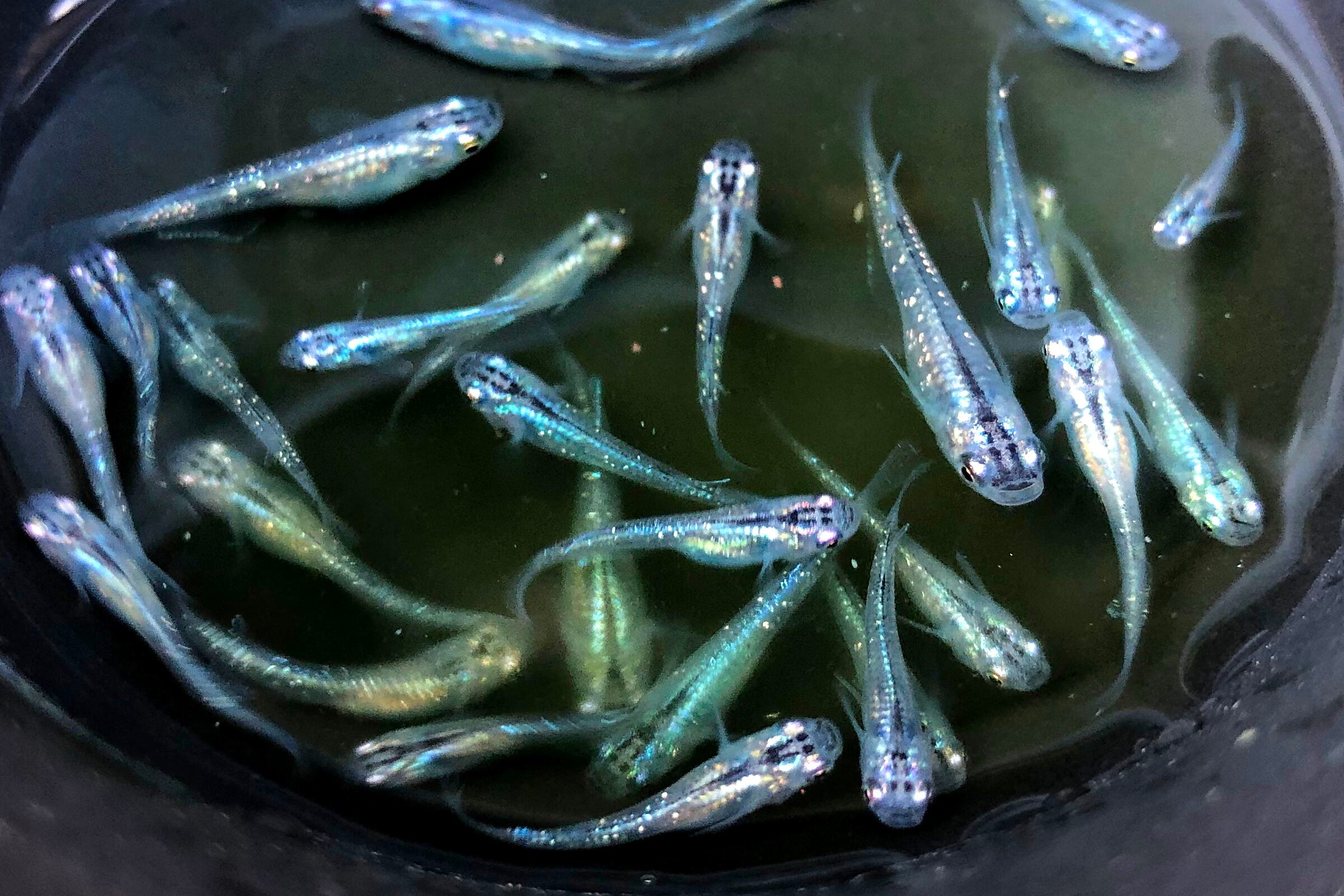 鮮虹めだか10匹 青ラメめだか トルマリンめだか堂