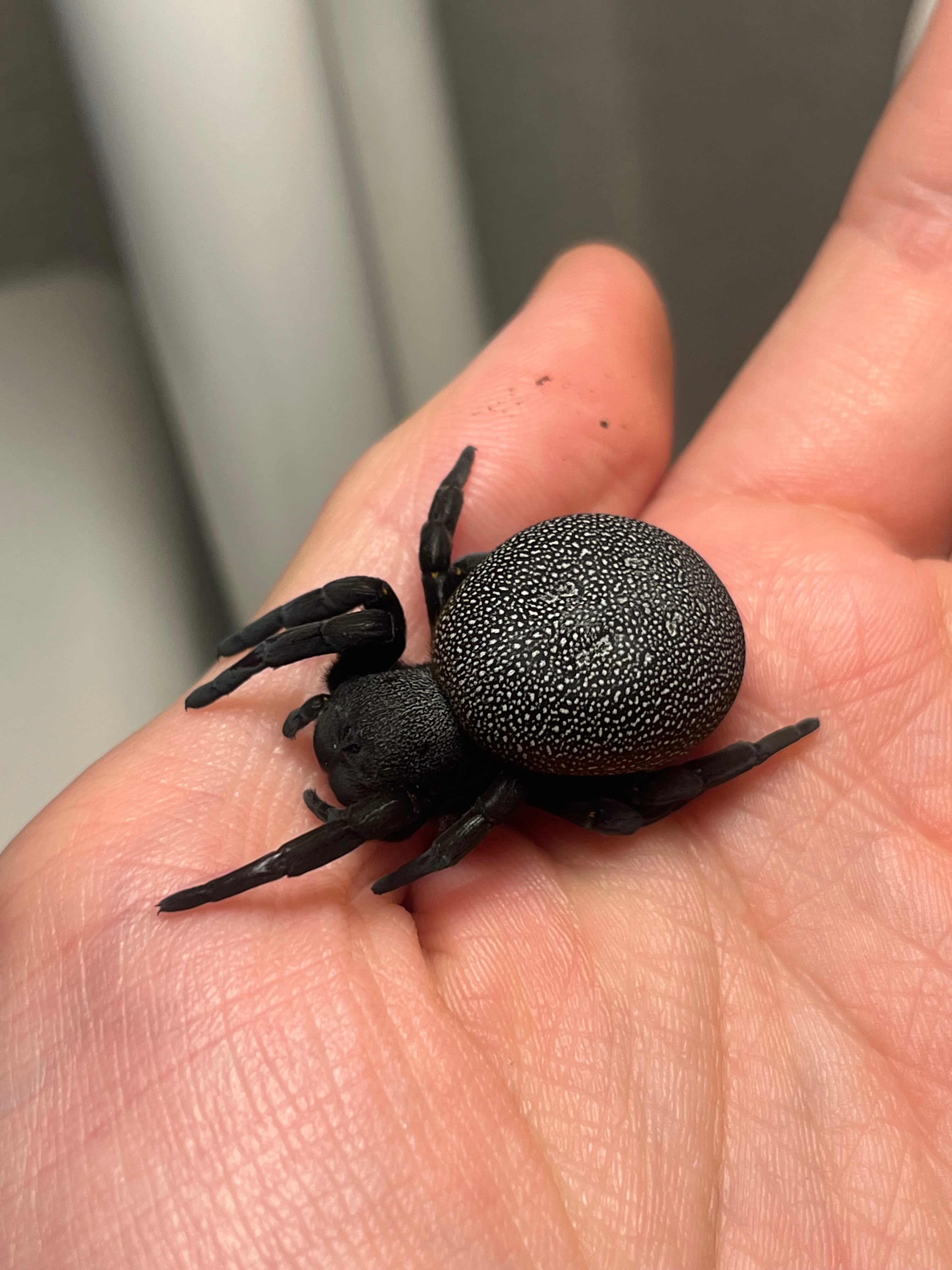 貝標本カタツムリEuhadra grata emurai sp黒色個体レアセット 巨大】エレサス Eresus walckenaeriイワガネグモ レディバード