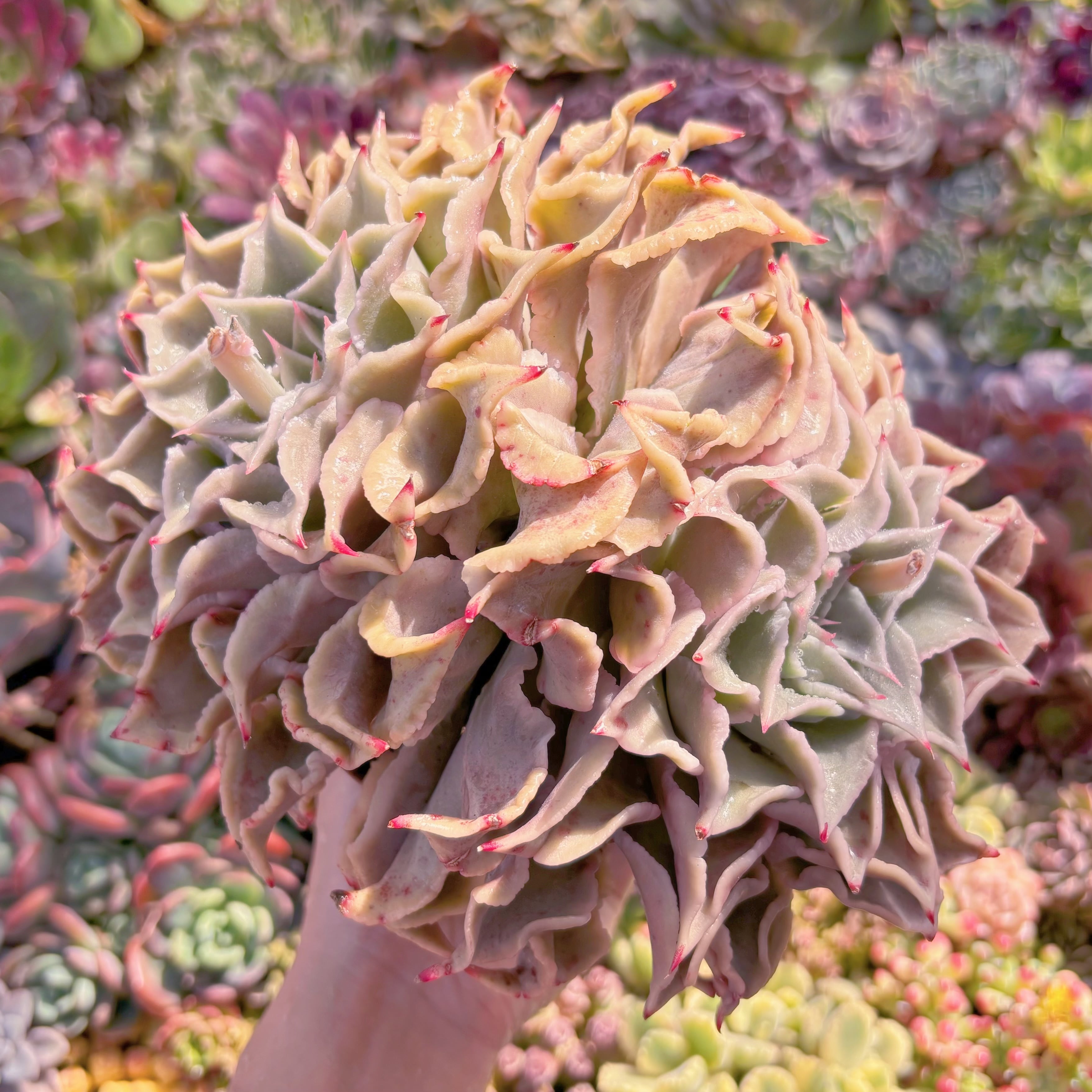 現品　マディバ#896　特大群生　新入荷　るる農園