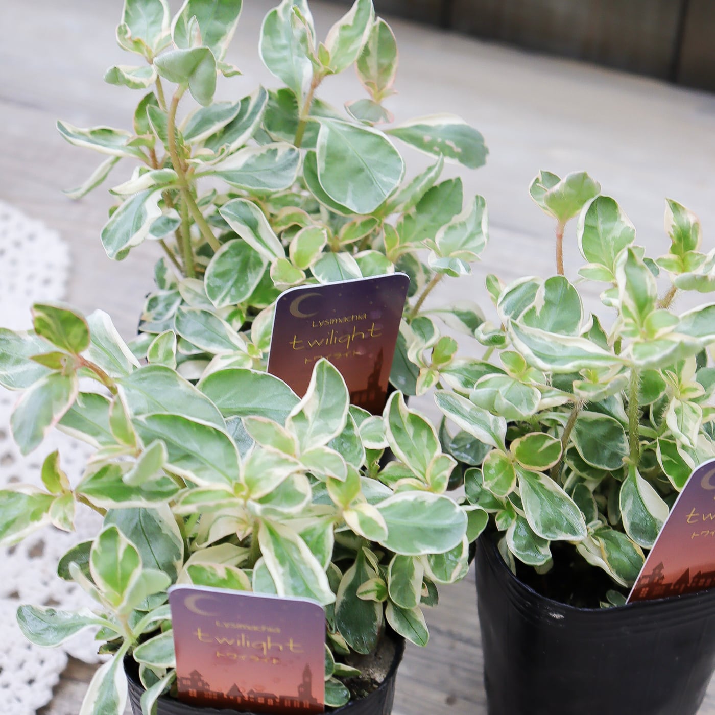 リシマキア 'トワイライト' 斑入りリーフ苗 ― 淡いグリーンとクリーム