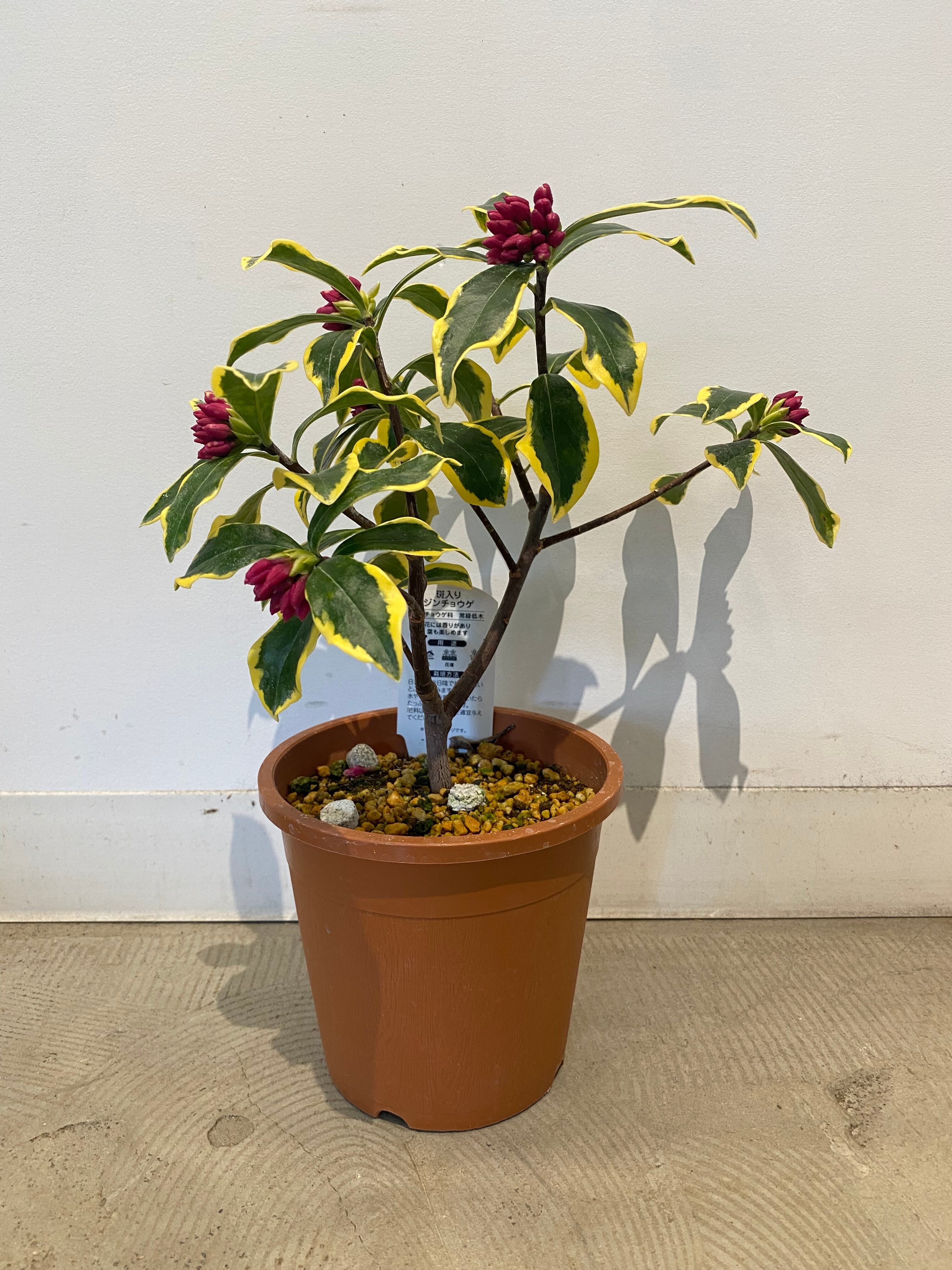 斑入り沈丁花 Autos Honda Com Pe