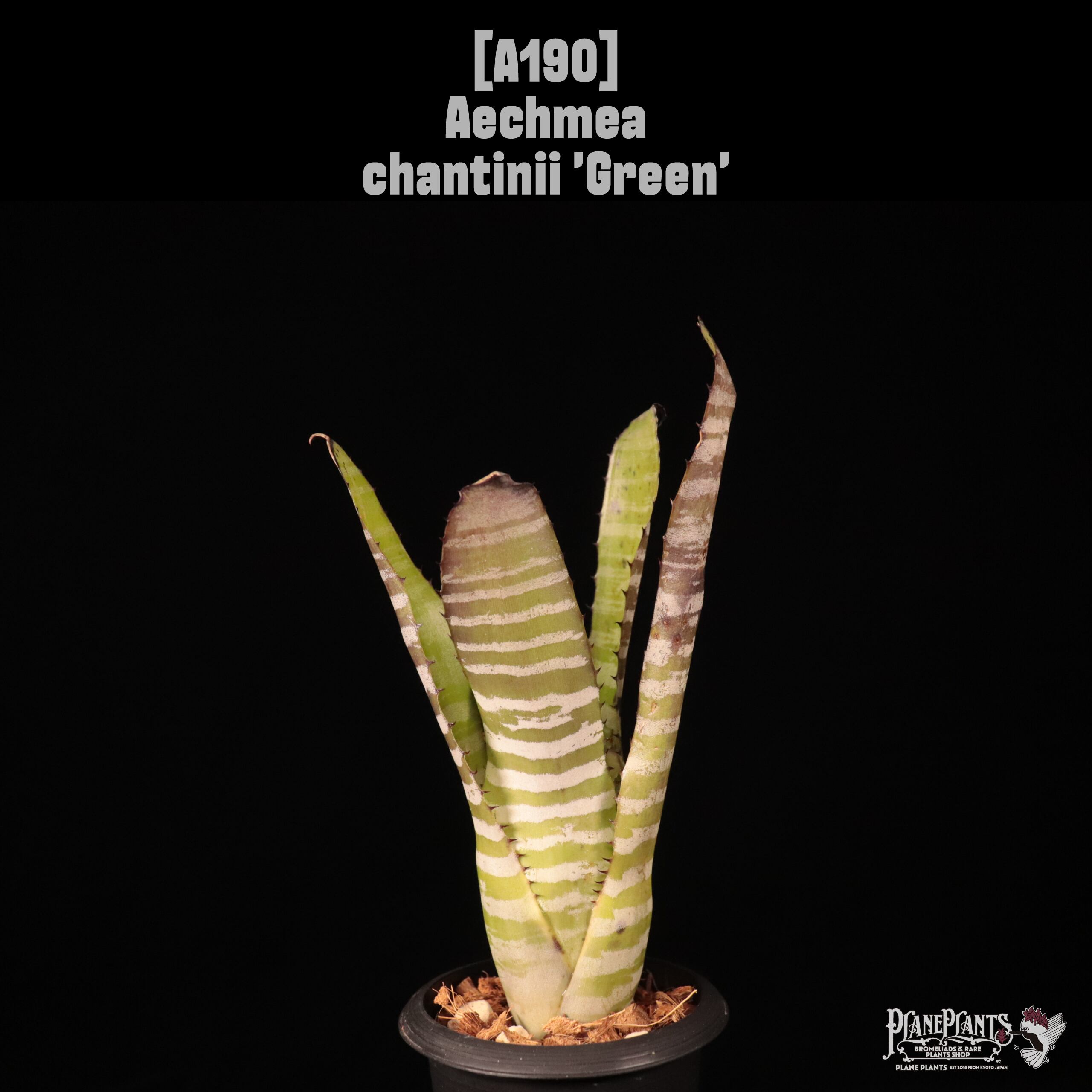 Aechmea | plane plants