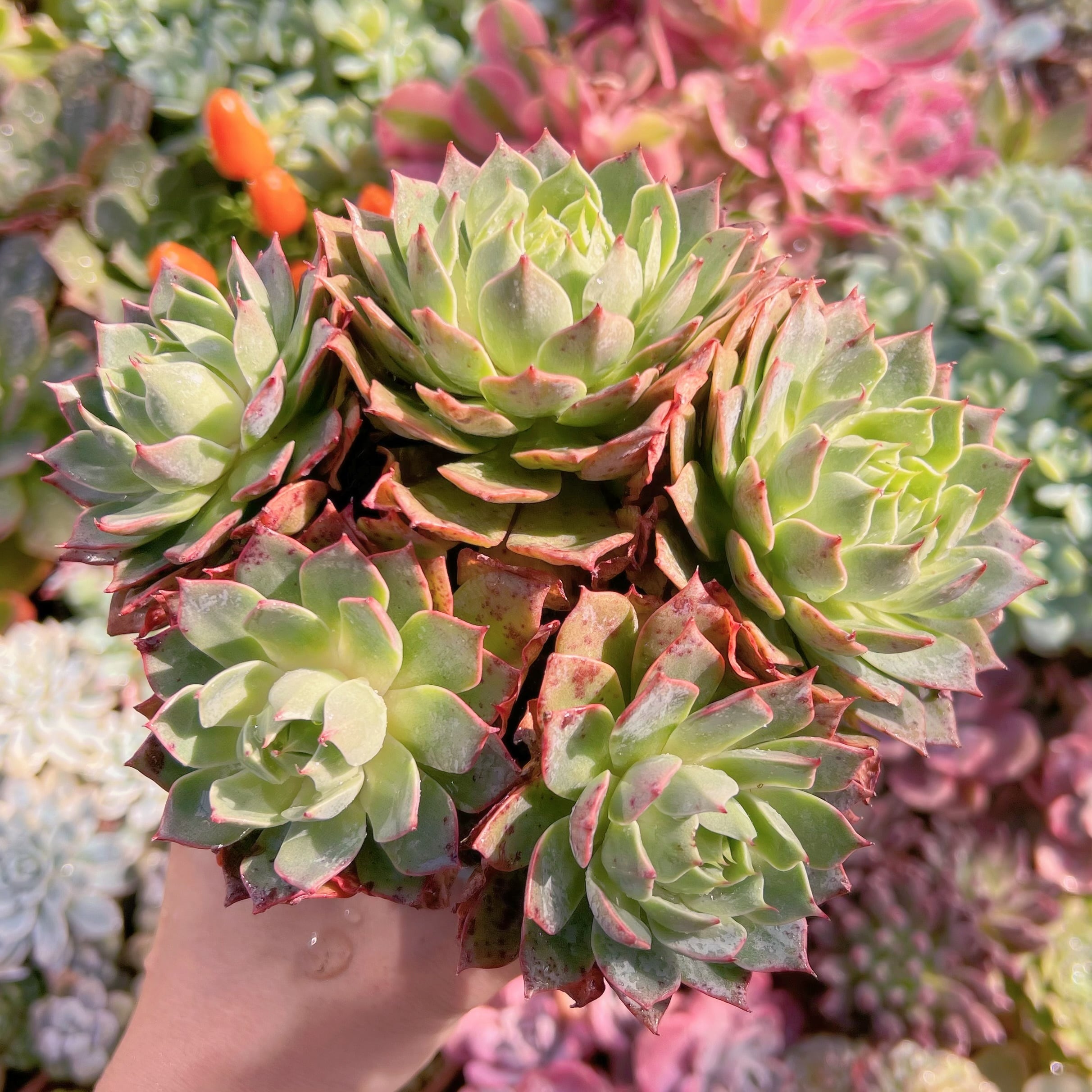 多肉植物 エケベリア リンゼアナ 楽天市場】多肉植物 skエケベリア リンゼアナ×ルシンダ 多肉植物