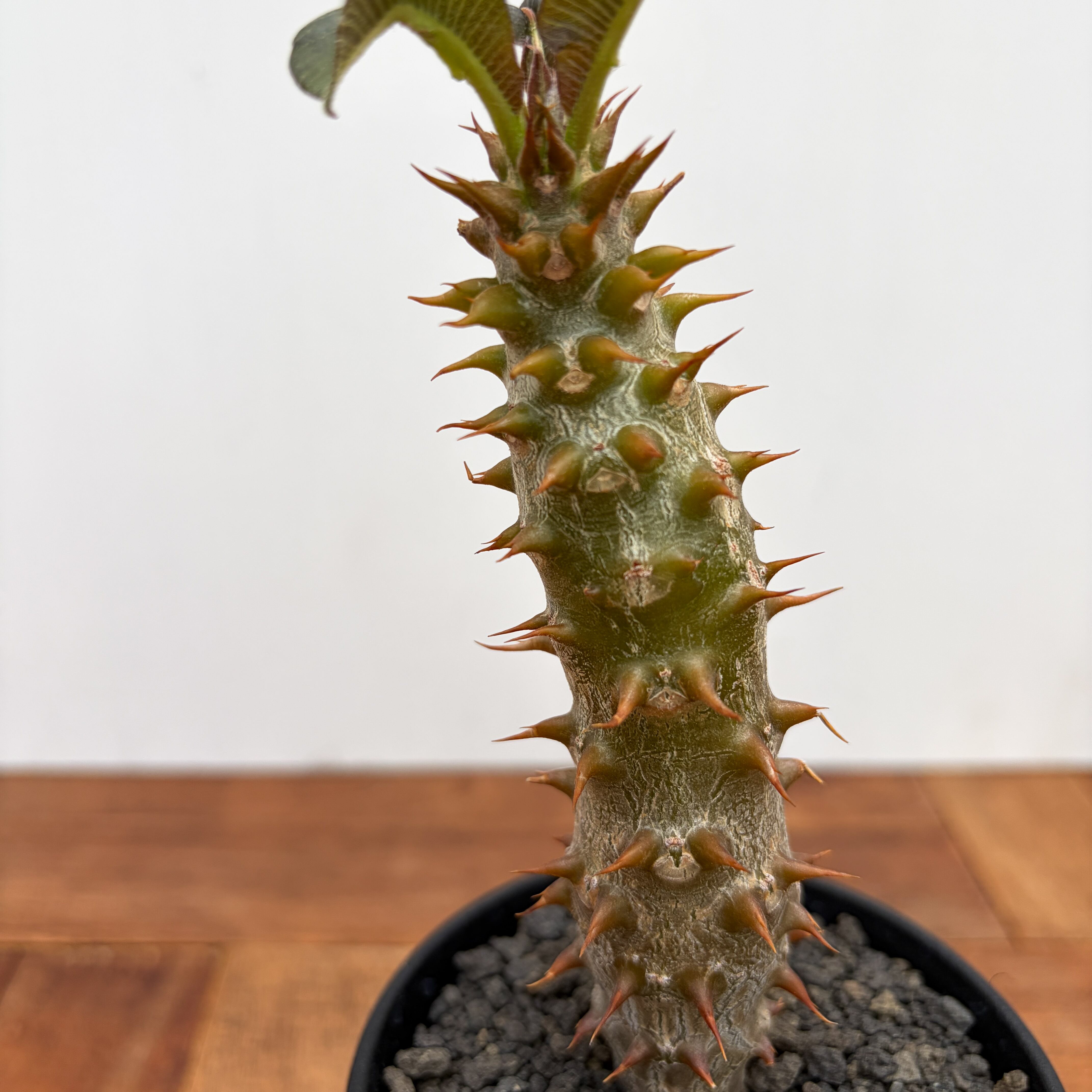 Pachypodium baronii【パキポディウム・バロニー・実生】 | RIMO'S