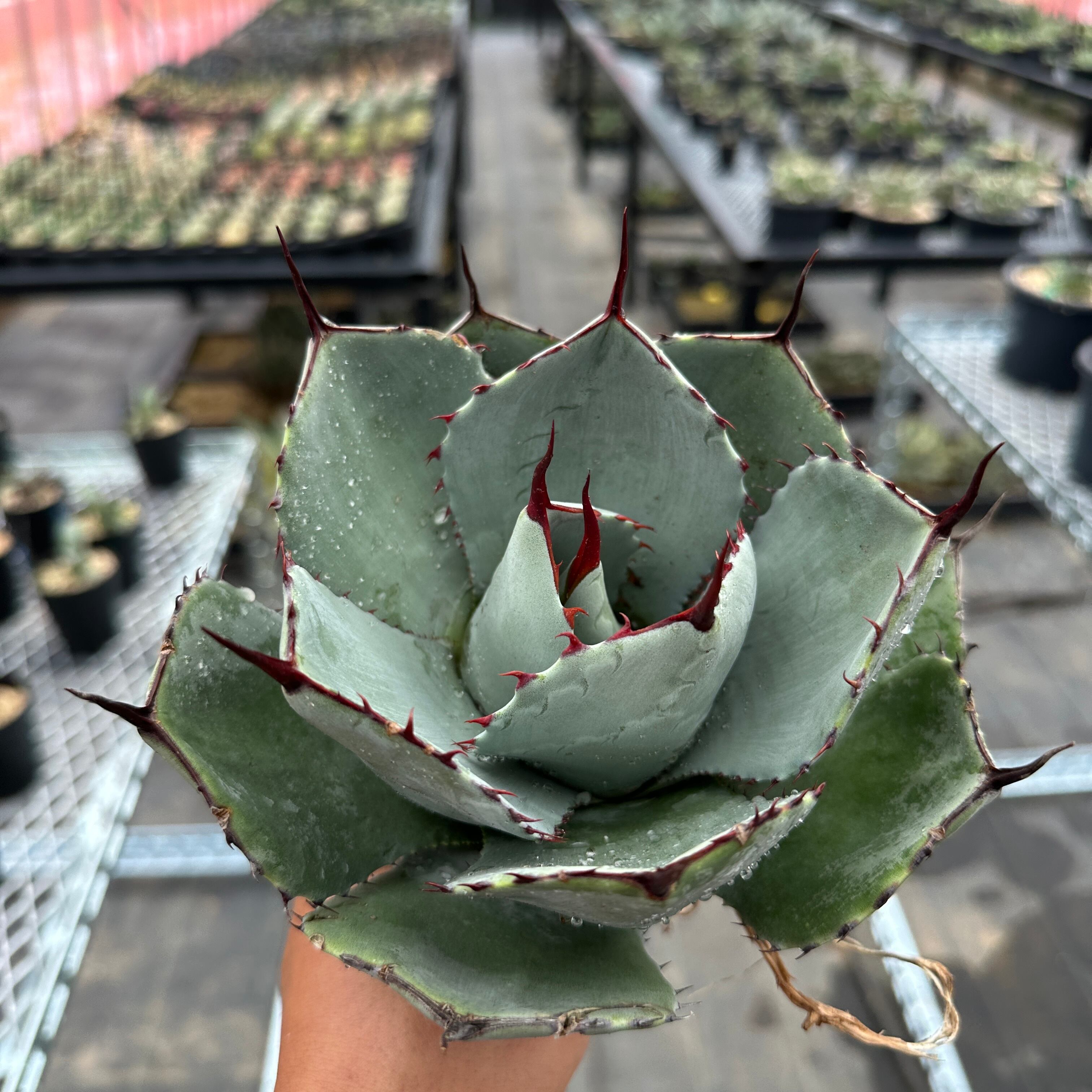 アガベ パリー トランカータ 親株 【公式通販】