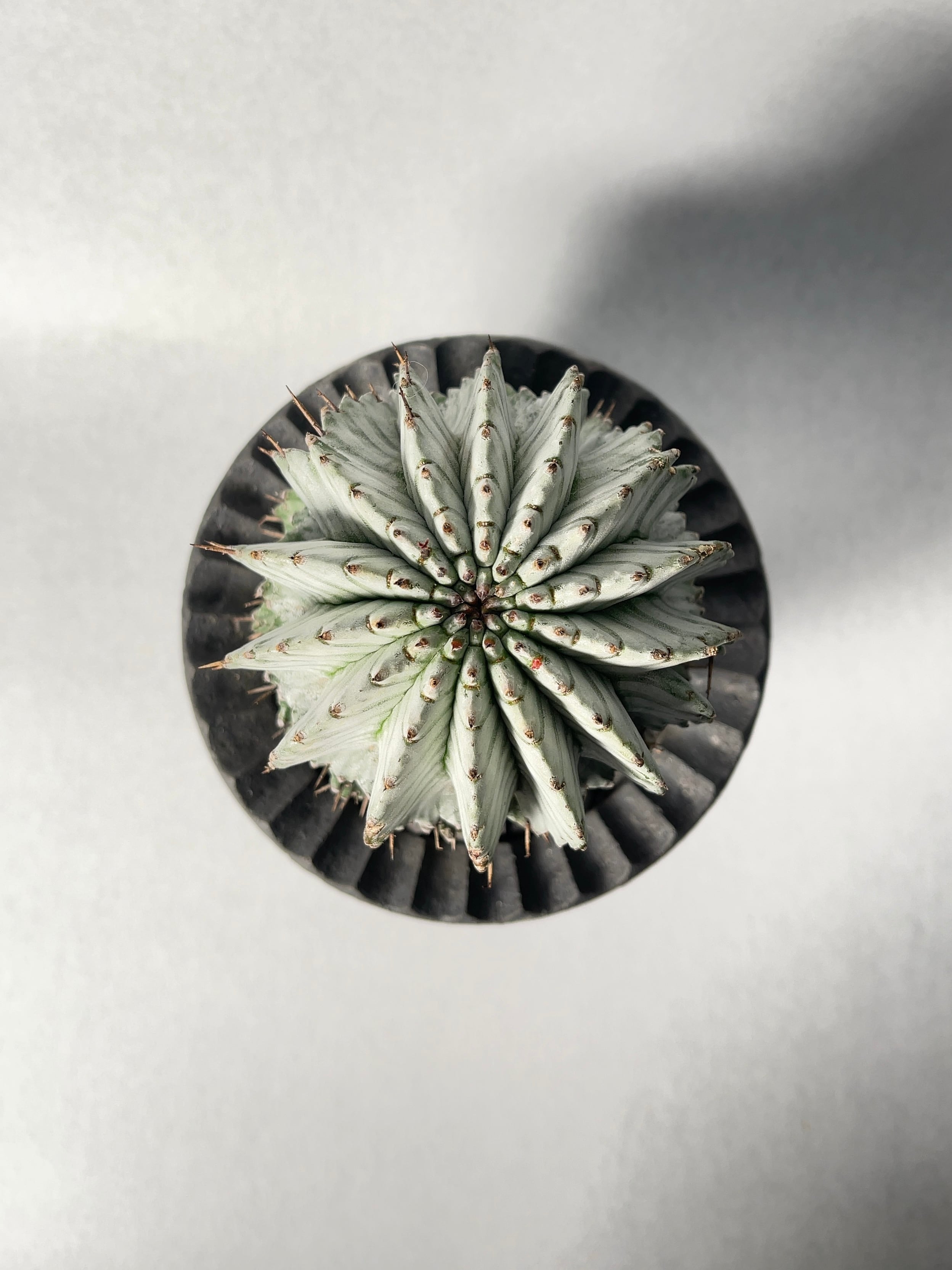 ユーフォルビア・ホワイトゼブラホリダ | trigger