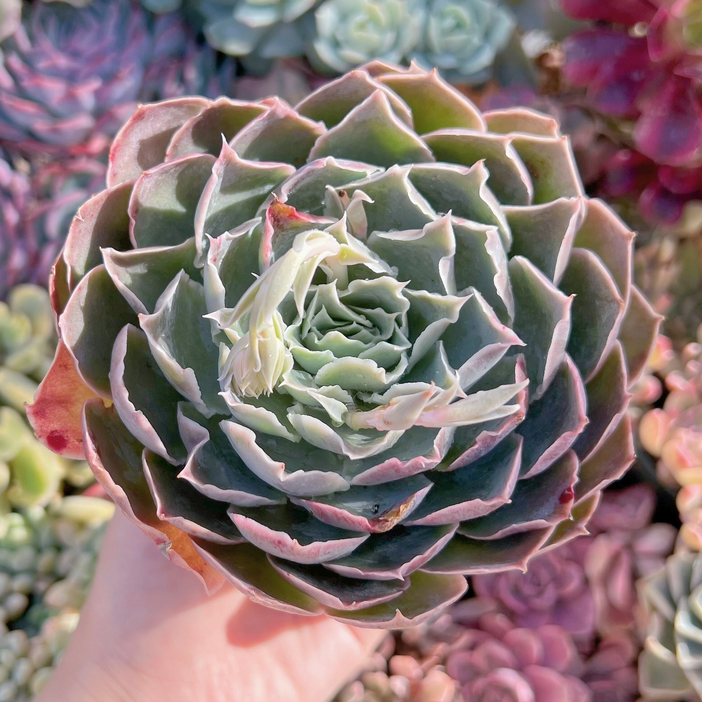 現品　Echeveria 'Laguna Sanchez'#083　るる農園