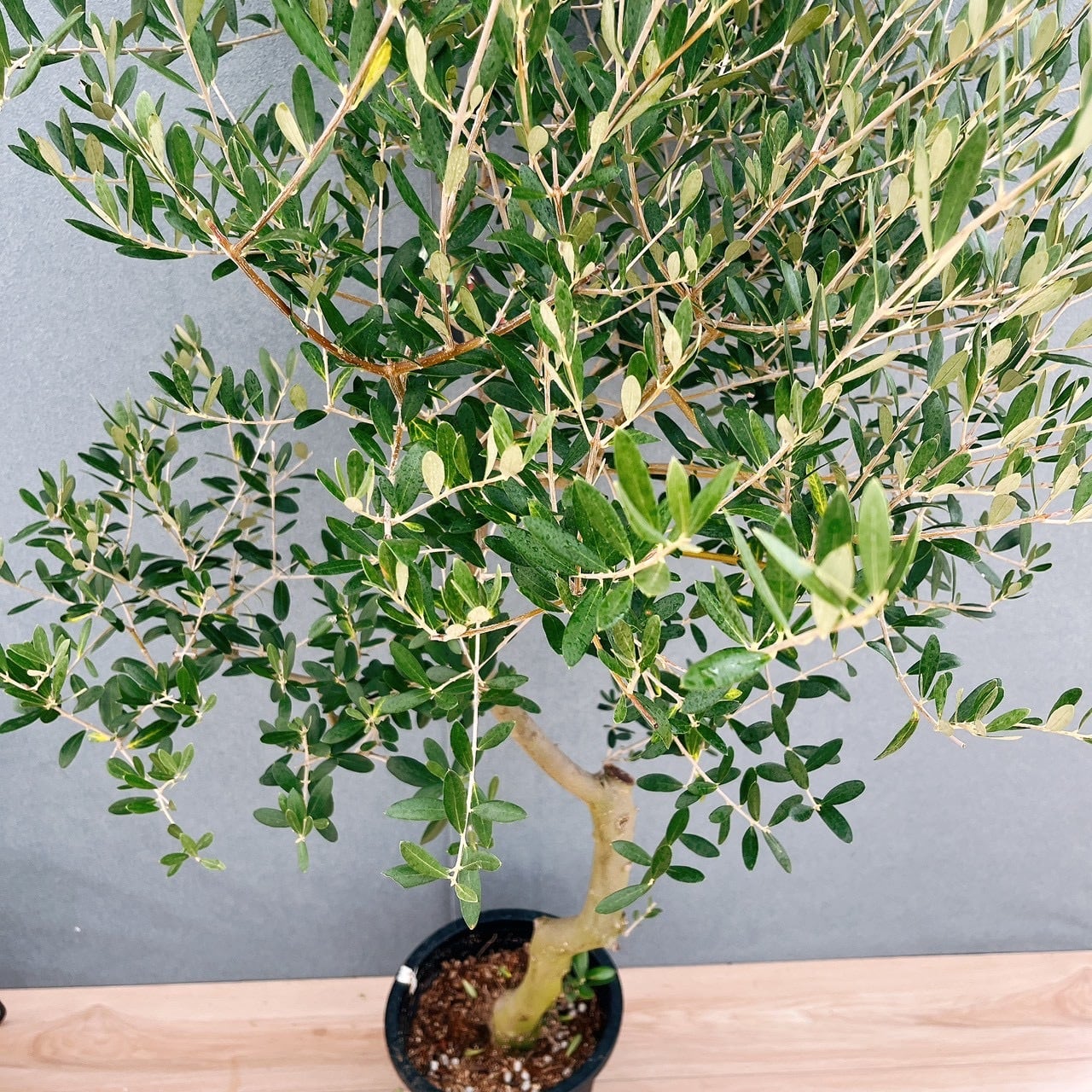 現品］13番 創樹 オリーブ ネバディロブランコ 8号 観葉植物 大型 屋外