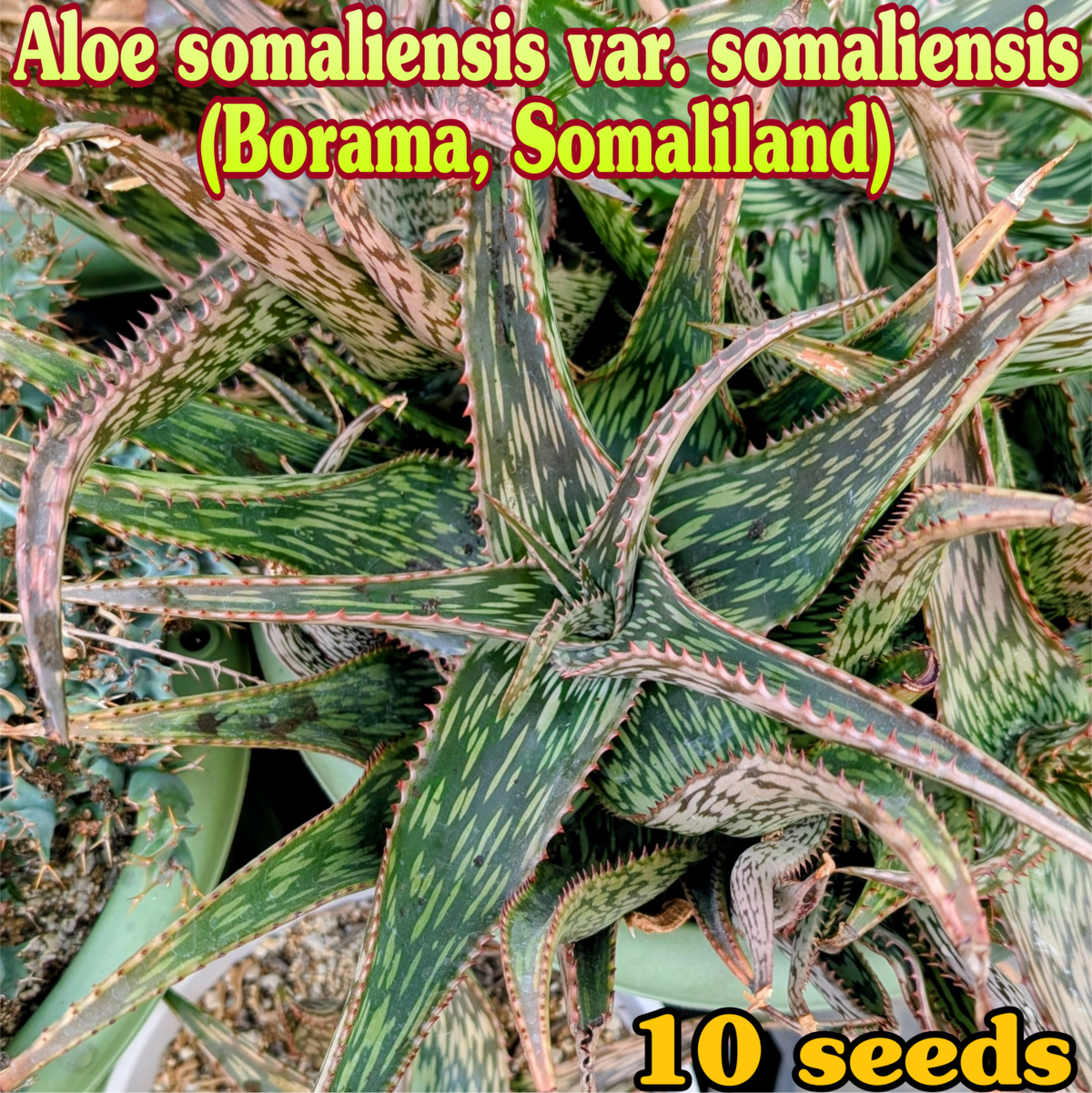 種子(少量パック)/10粒】Aloe somaliensis var. somaliensis (Borama