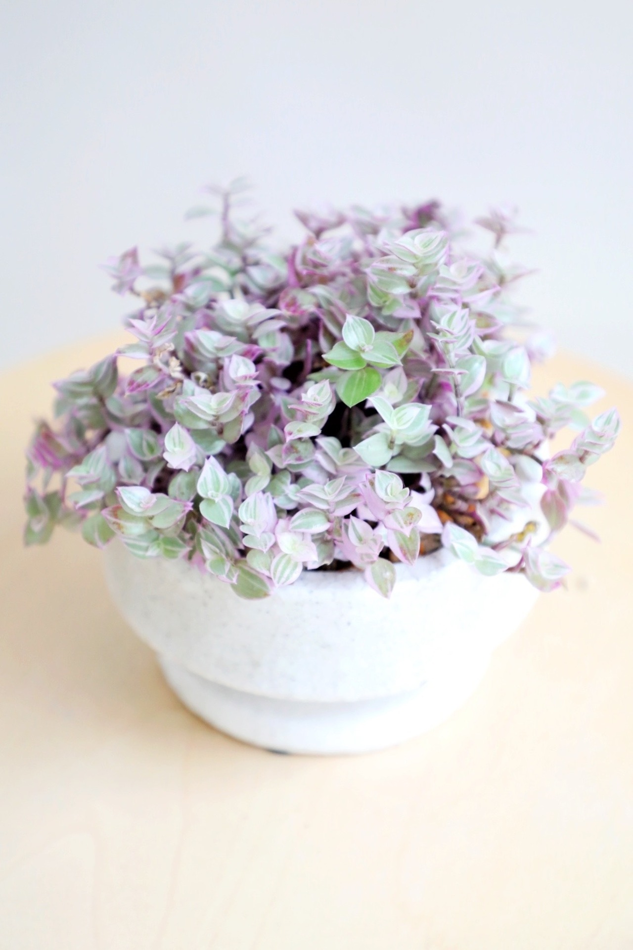 【S】カリシアロザート/Callisia repens